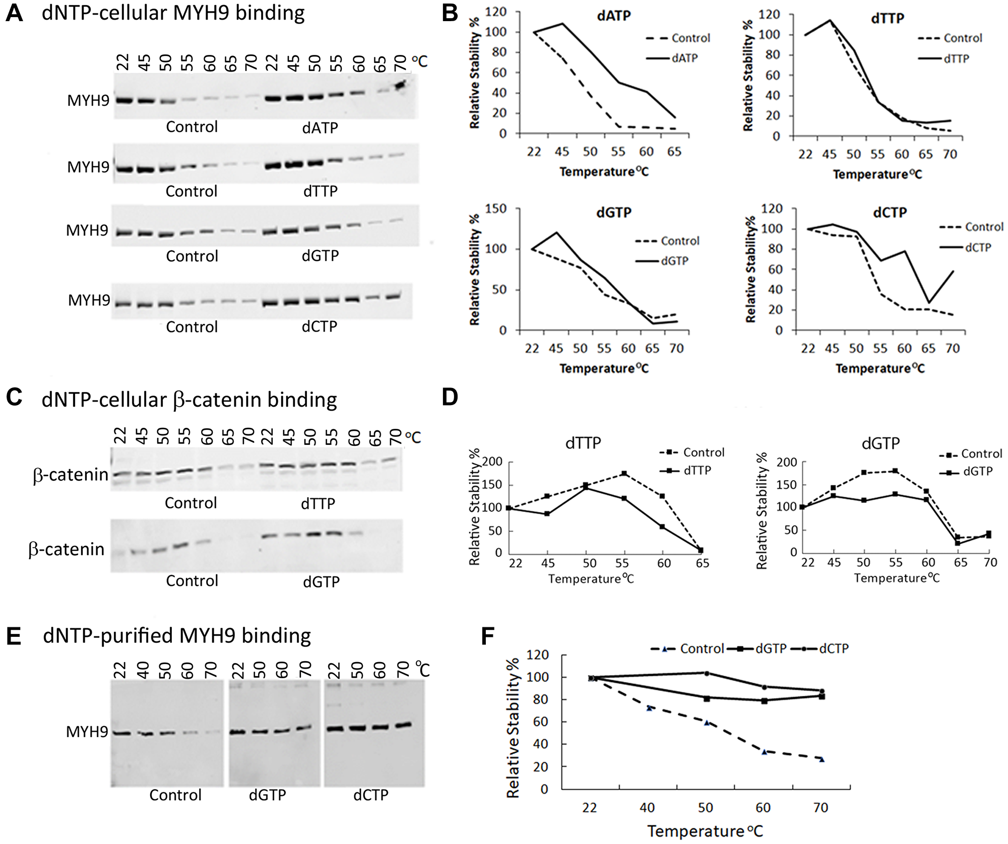 MYH9-dNTP binding analysis by cellular thermal shift assay (CETSA)