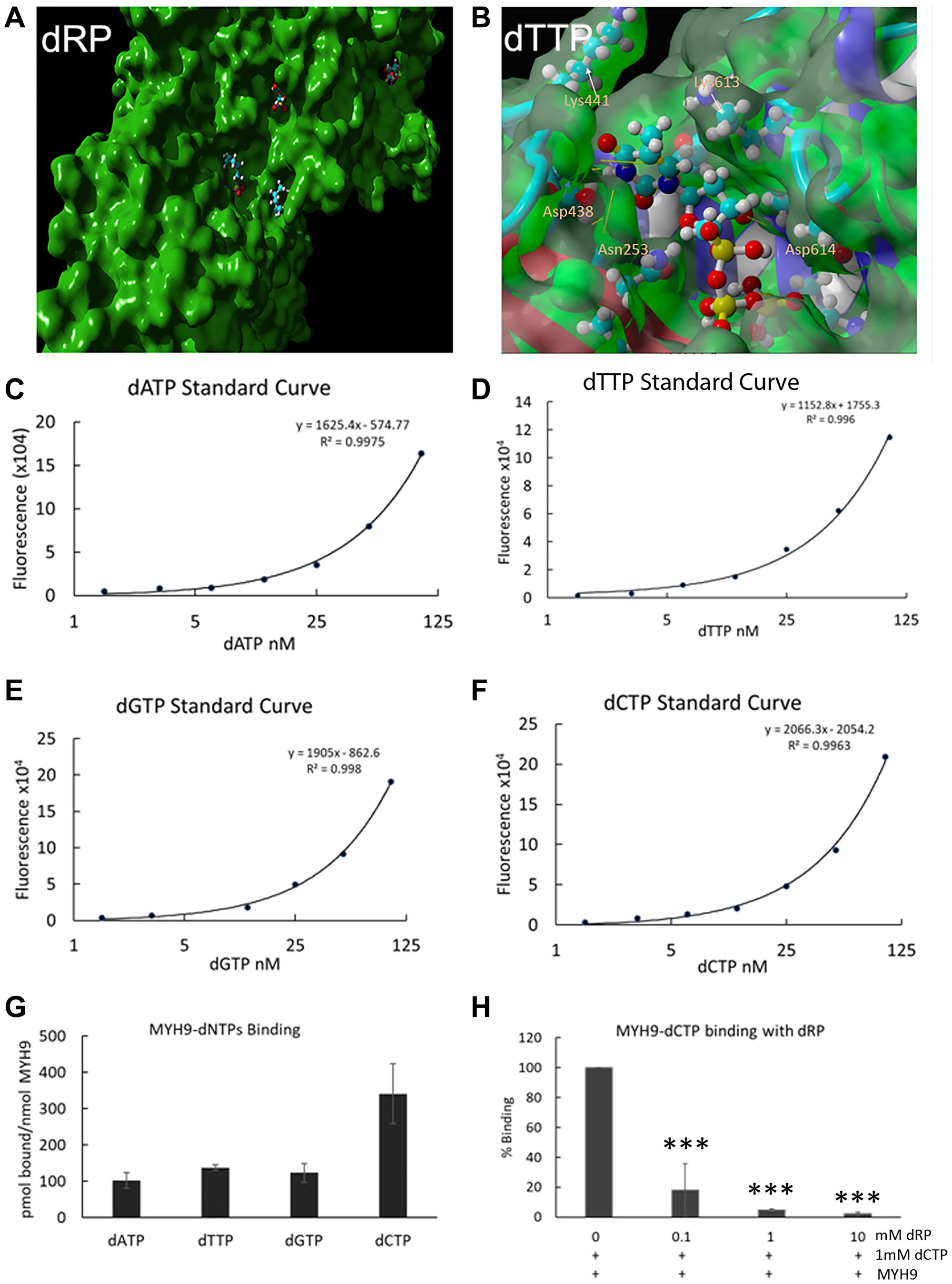 Direct binding of dNTPs to MYH9