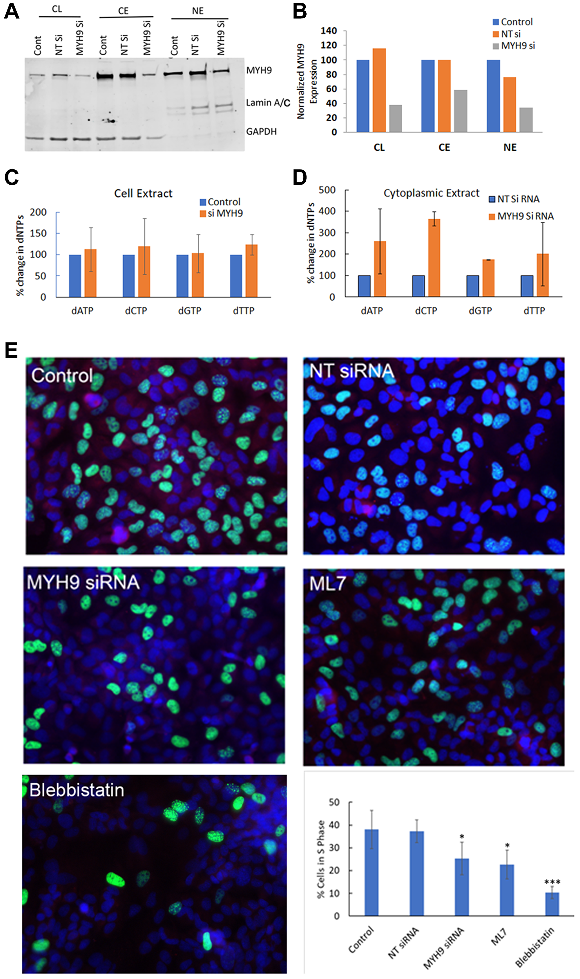 dNTP subcellular distribution and DNA synthesis by MYH9 depletion or inhibition