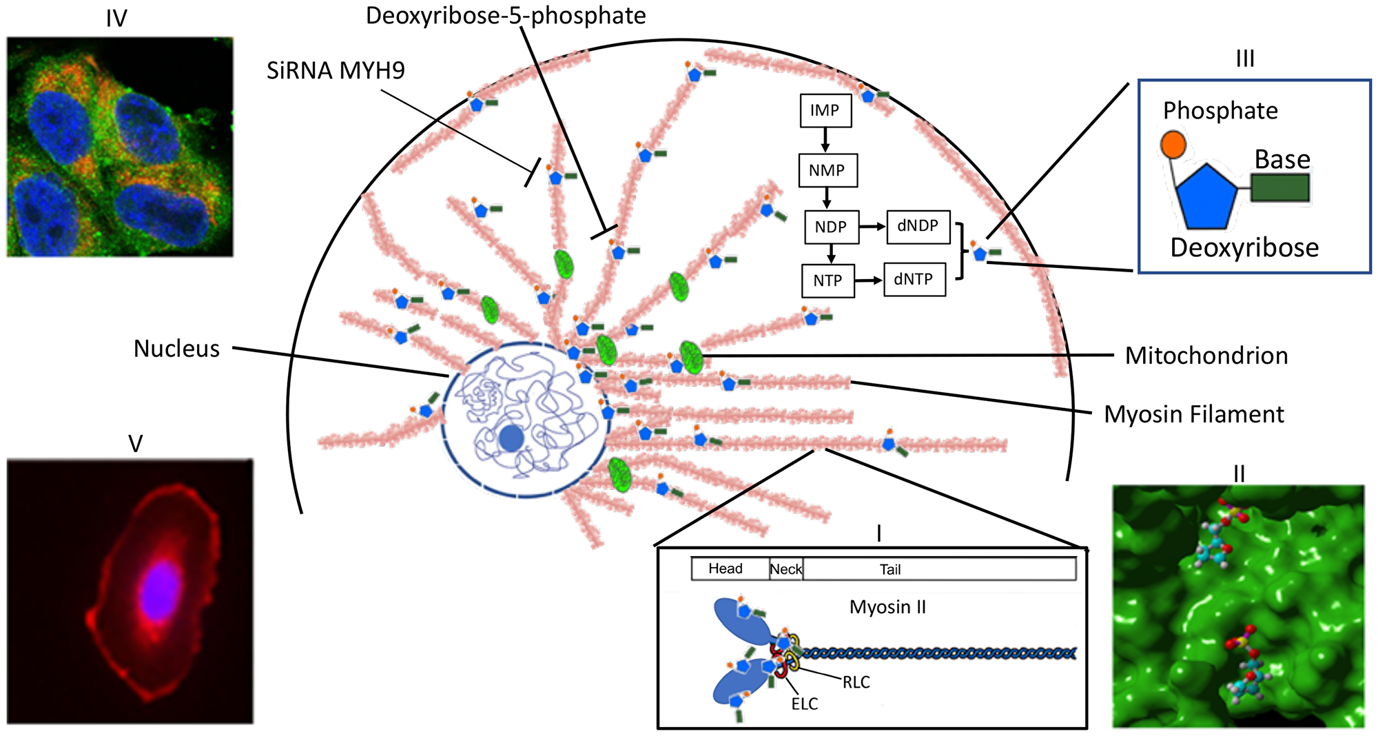 Scheme representing MYH9 role as a dNTP binding protein