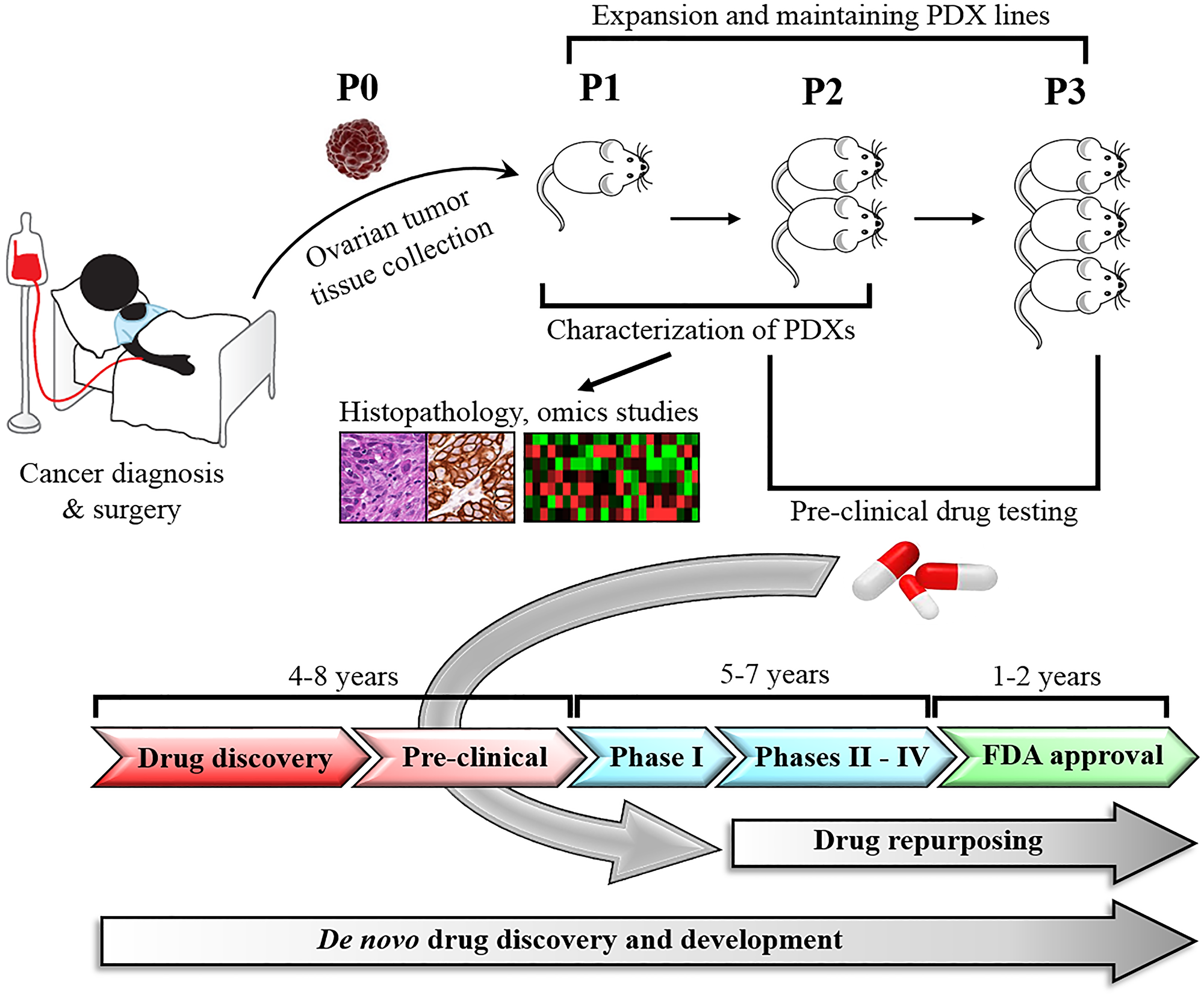 Development and application of PDX models in drug repurposing