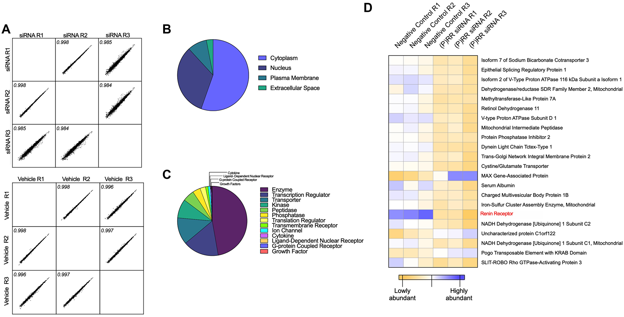 Proteomic assessment of the functional consequences of ATP6AP2 knockdown in the Ishikawa endometrial epithelial cancer cell line
