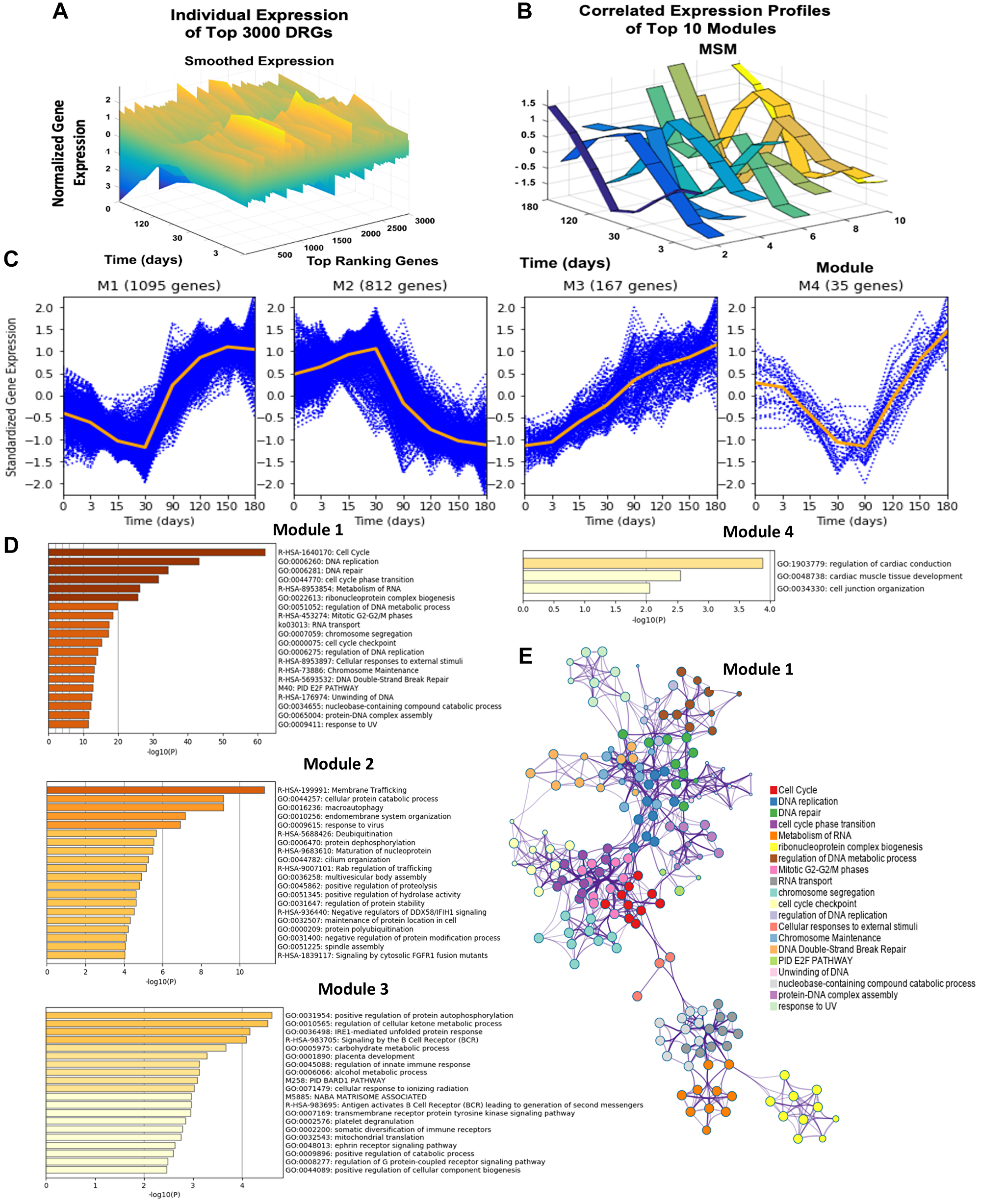 Dynamic gene expression analysis results, gene expression trends of top four modules, and network analysis of the top four modules DRGs using Metascape