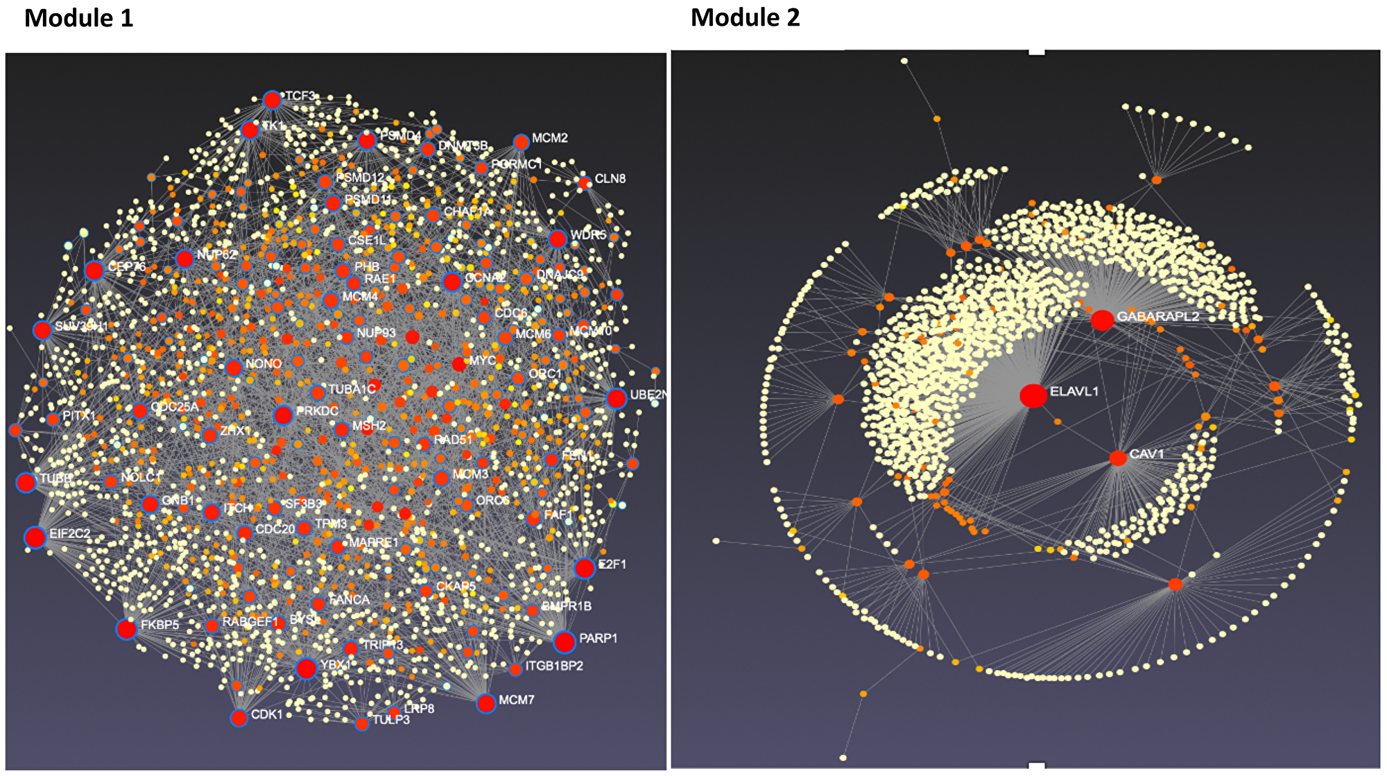 Tissue-specific protein-protein interaction network for modules 1 and 2 candidate genes