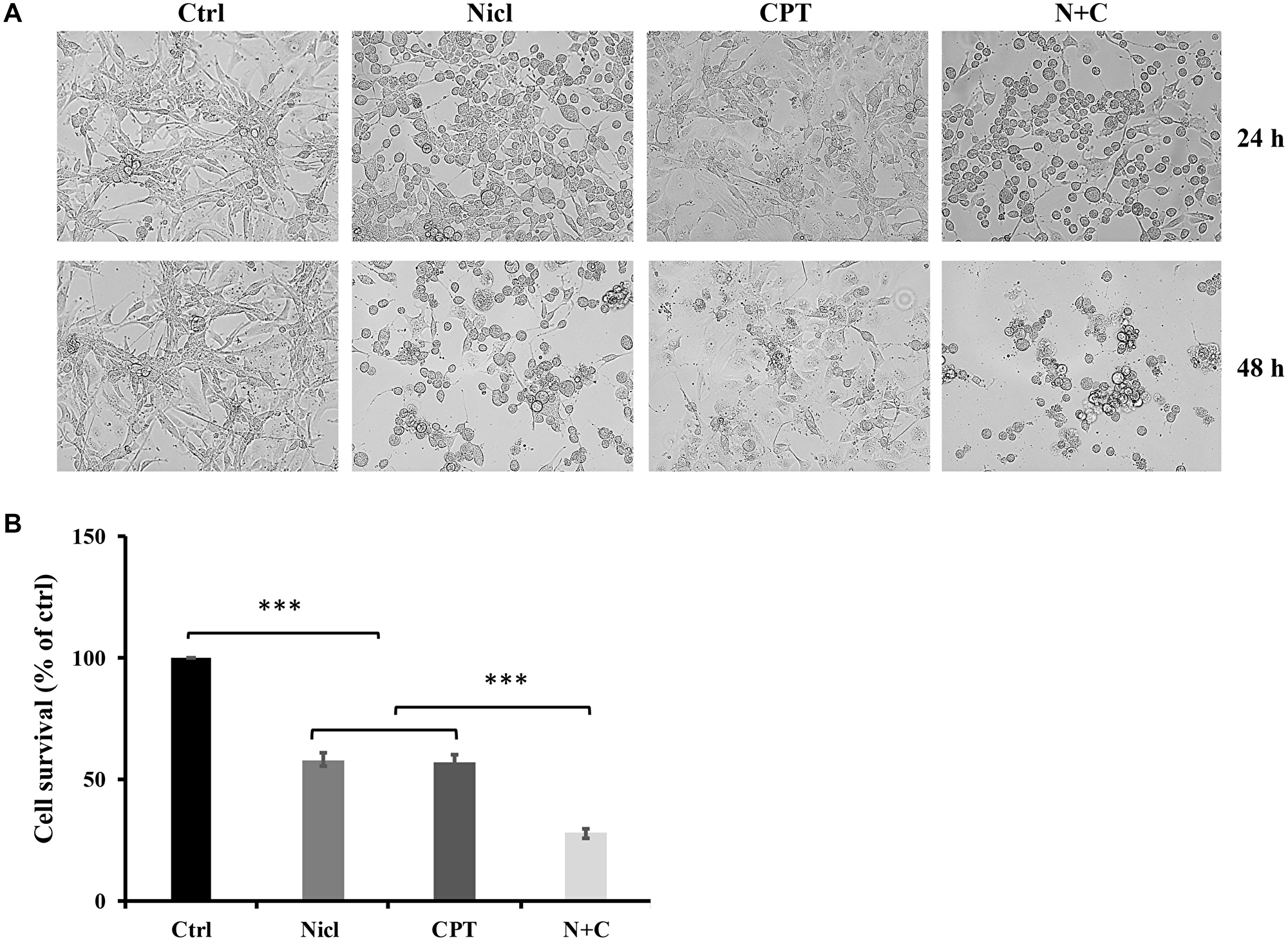 Niclosamide and CPT treatments induce a change in U-87 MG cell morphology and a significant reduction in cell viability