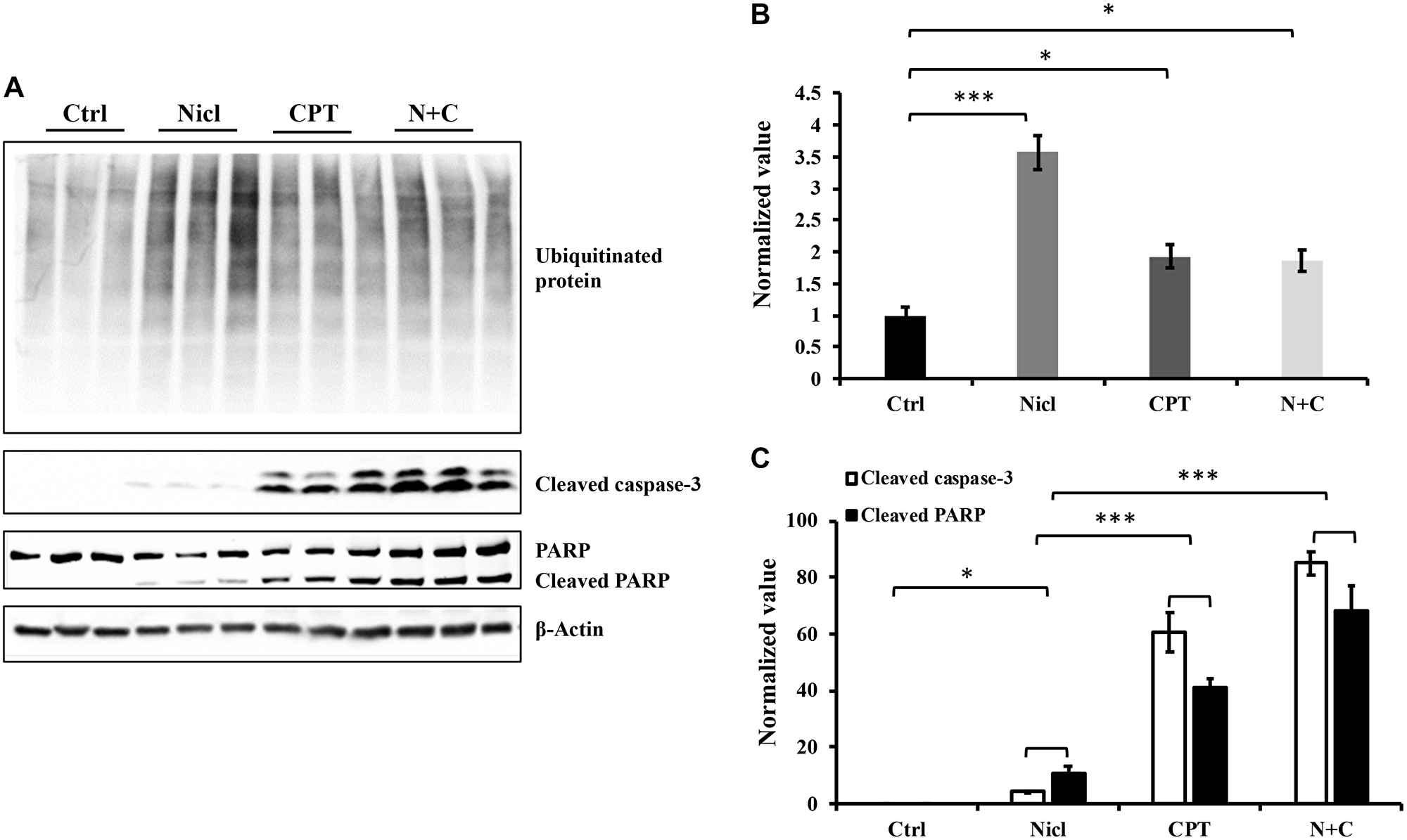 Niclosamide and CPT induce protein ubiquitination respectively and synergistically enhance caspase-3 and PARP cleavage
