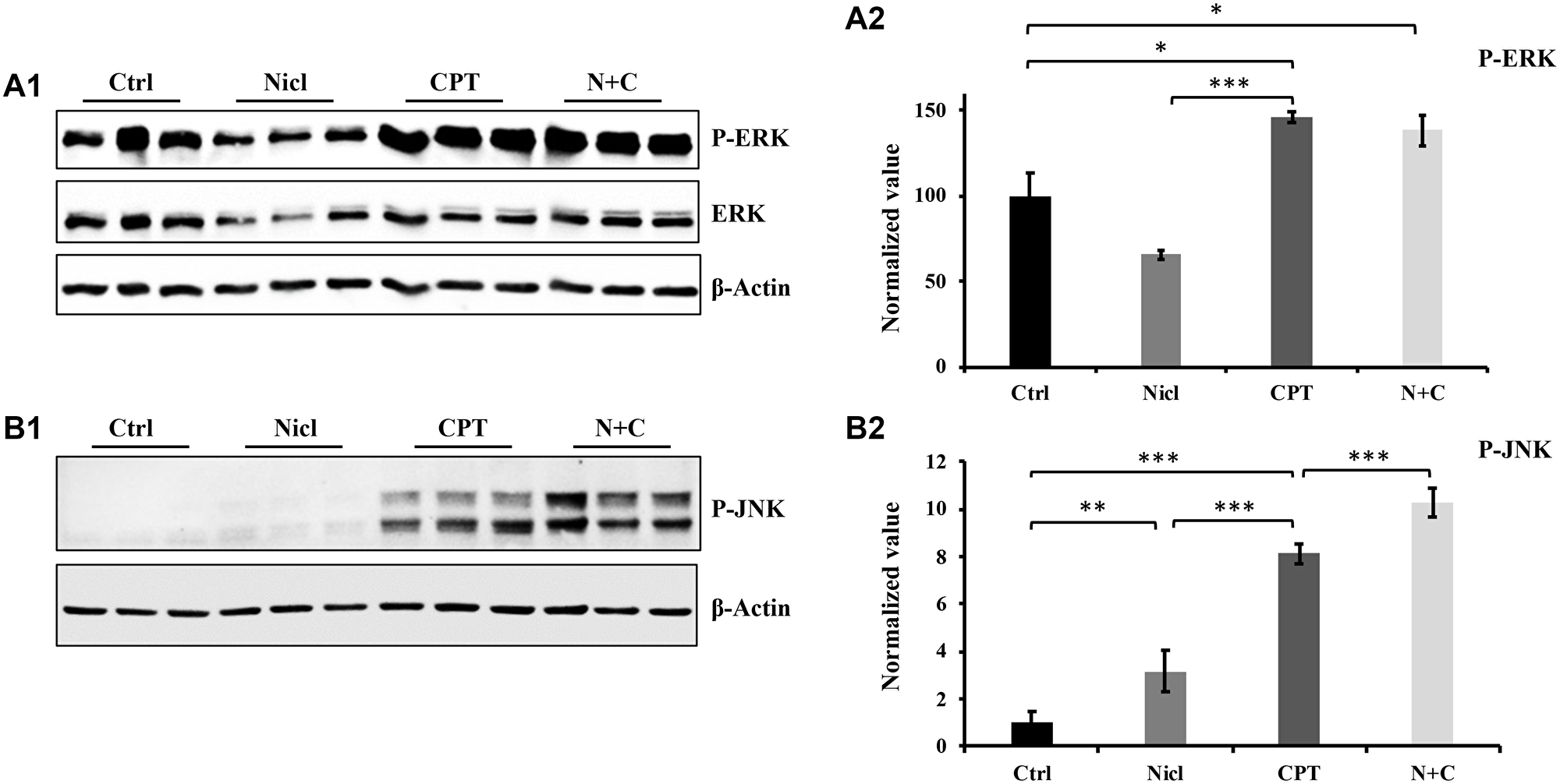 The effect of niclosamide and CPT on MAPK pathway