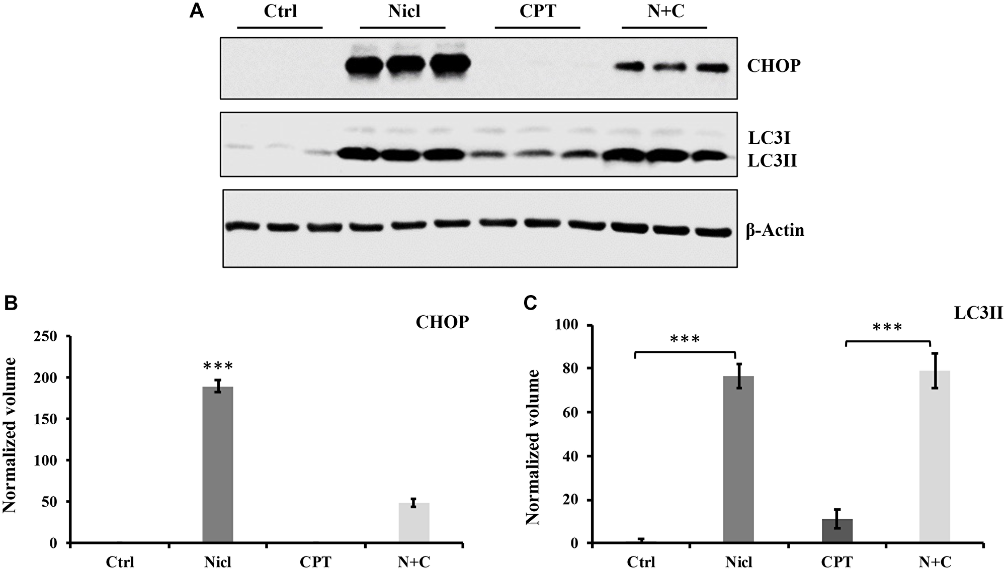Niclosamide triggers ER stress, whereas CPT inhibits ER response in U-87 MG cells