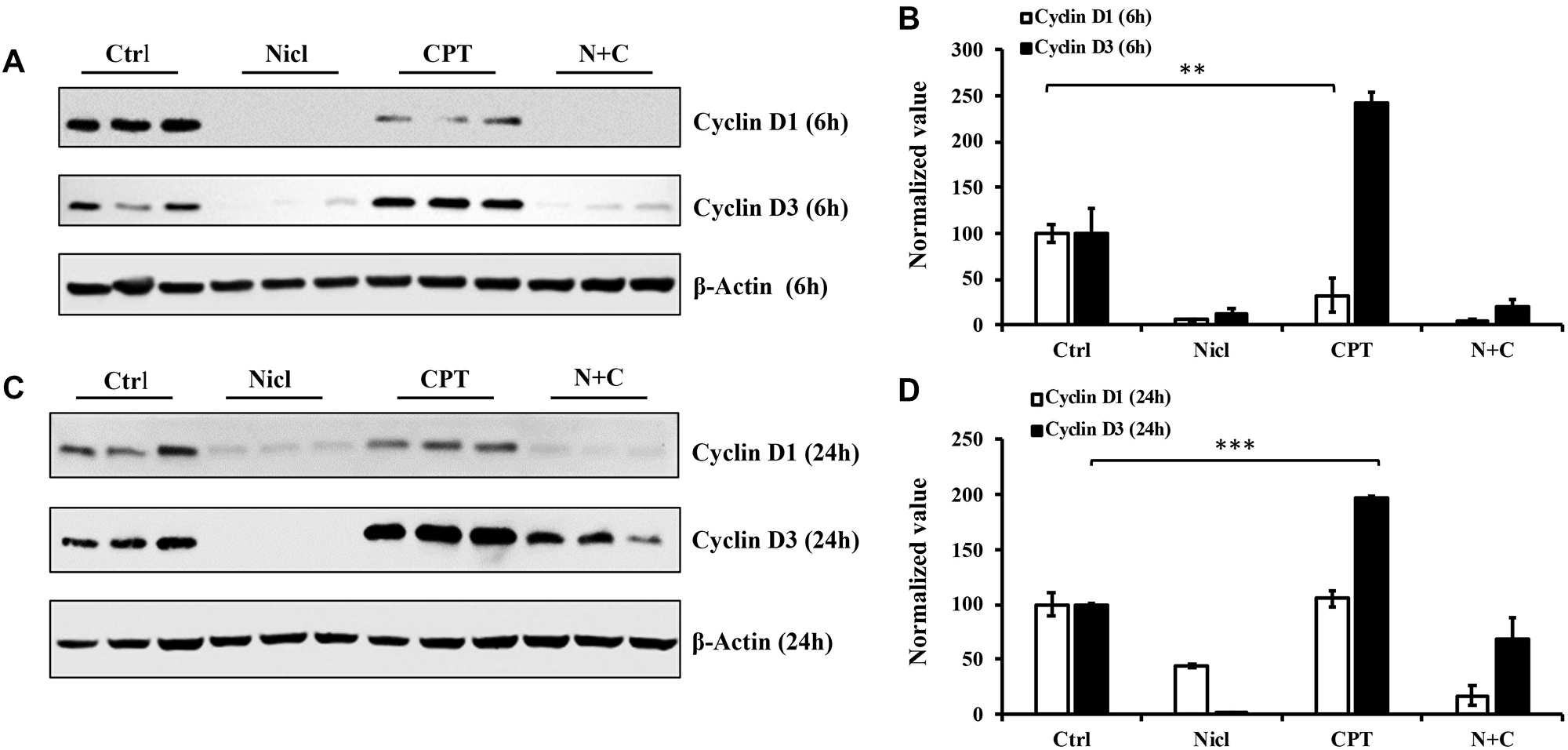 Niclosamide represses cyclin D1 expression, whereas CPT markedly enhances cyclin D3 expression