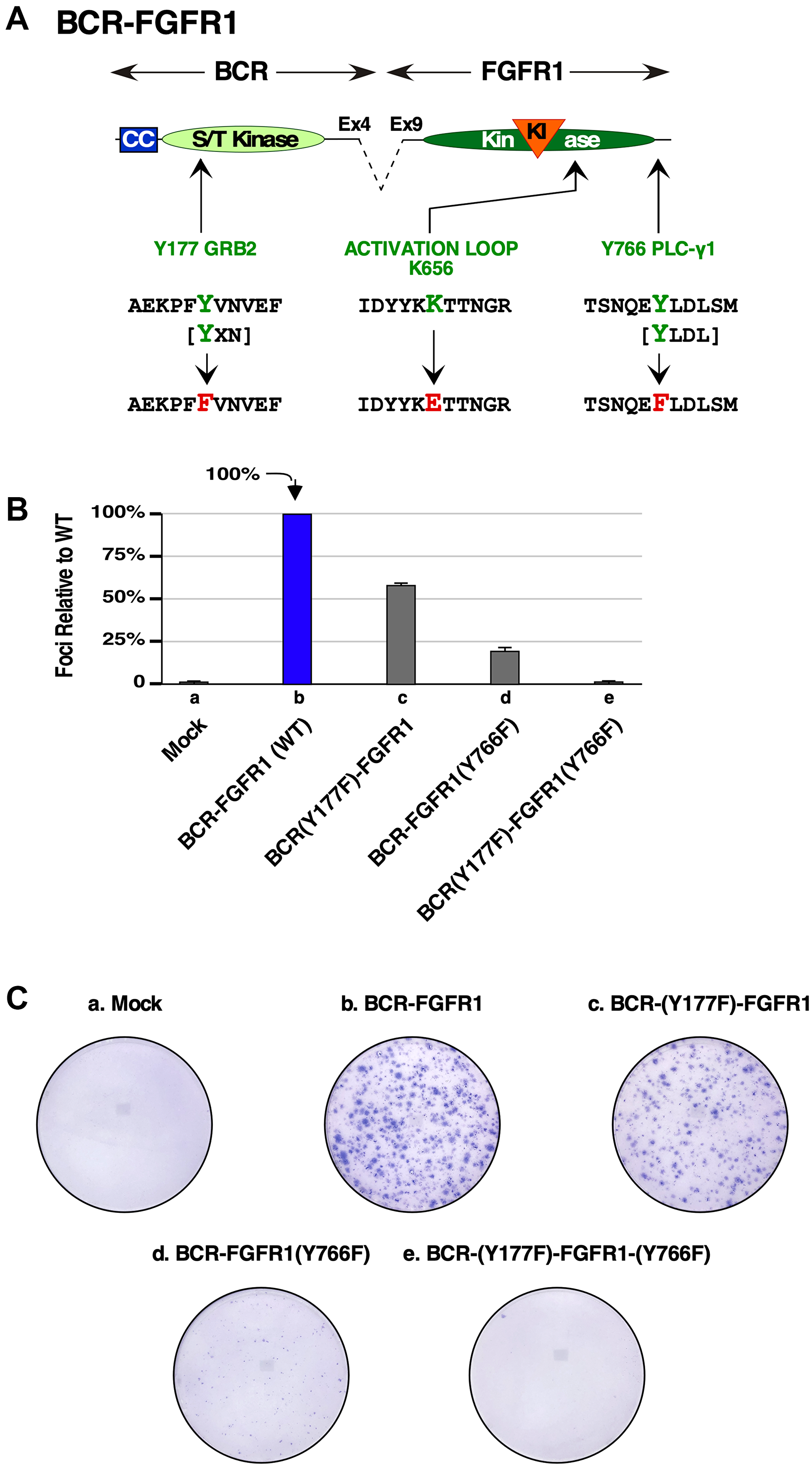 Biological assays of BCR-FGFR1 or the BCR-FGFR1 derivatives lacking Grb2 or PLCγ1 interaction sites