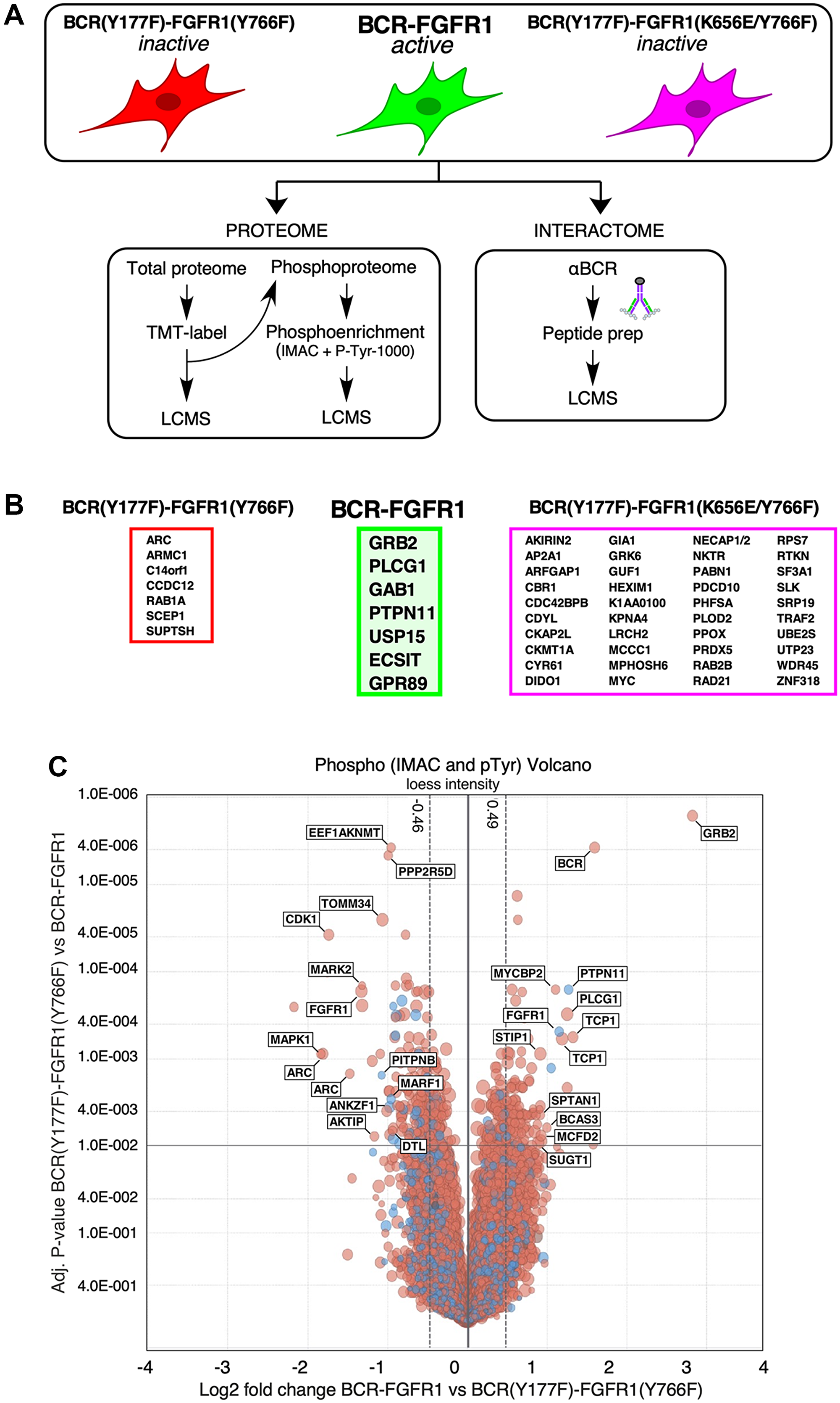 LC-MS/MS determination of the protein interactome and phospho-proteome of BCR-FGFR1 and its inactive derivatives