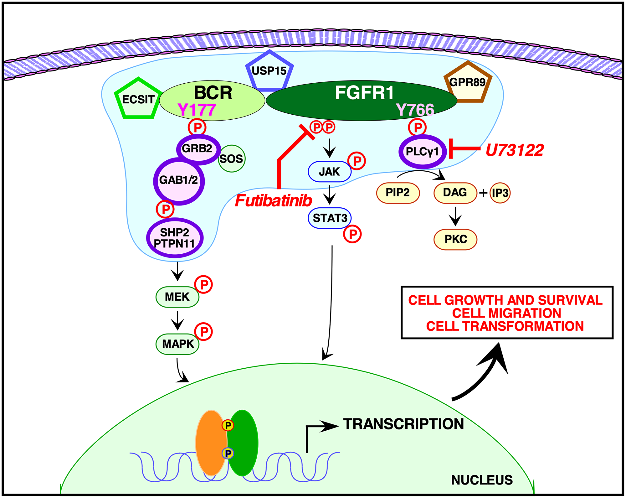 Signaling pathways activated by BCR-FGFR1