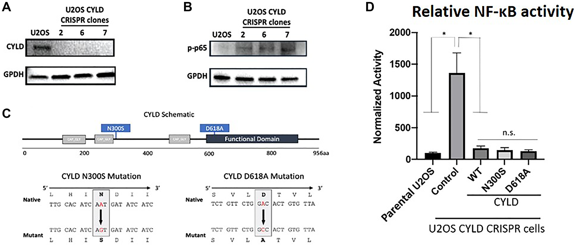 Expression of CYLD (A), pp65 (B) and GPDH in U2OS parental and CYLD CRISPR clones as determined by immunoblotting. (C) Schematic representations of CYLD protein and schema of CYLD N300S and D618A mutant constructions. (D) NF-κB reporter activity in U2OS parental, U2OS CYLD CRISPR (control) cells, or U2OS CYLD CRISPR cells transiently transfected with wild-type or mutant CYLD constructs. t-test was used to compare U2OS to other conditions. ** -- adjusted p-value (Bonferroni correction) $!--ESC