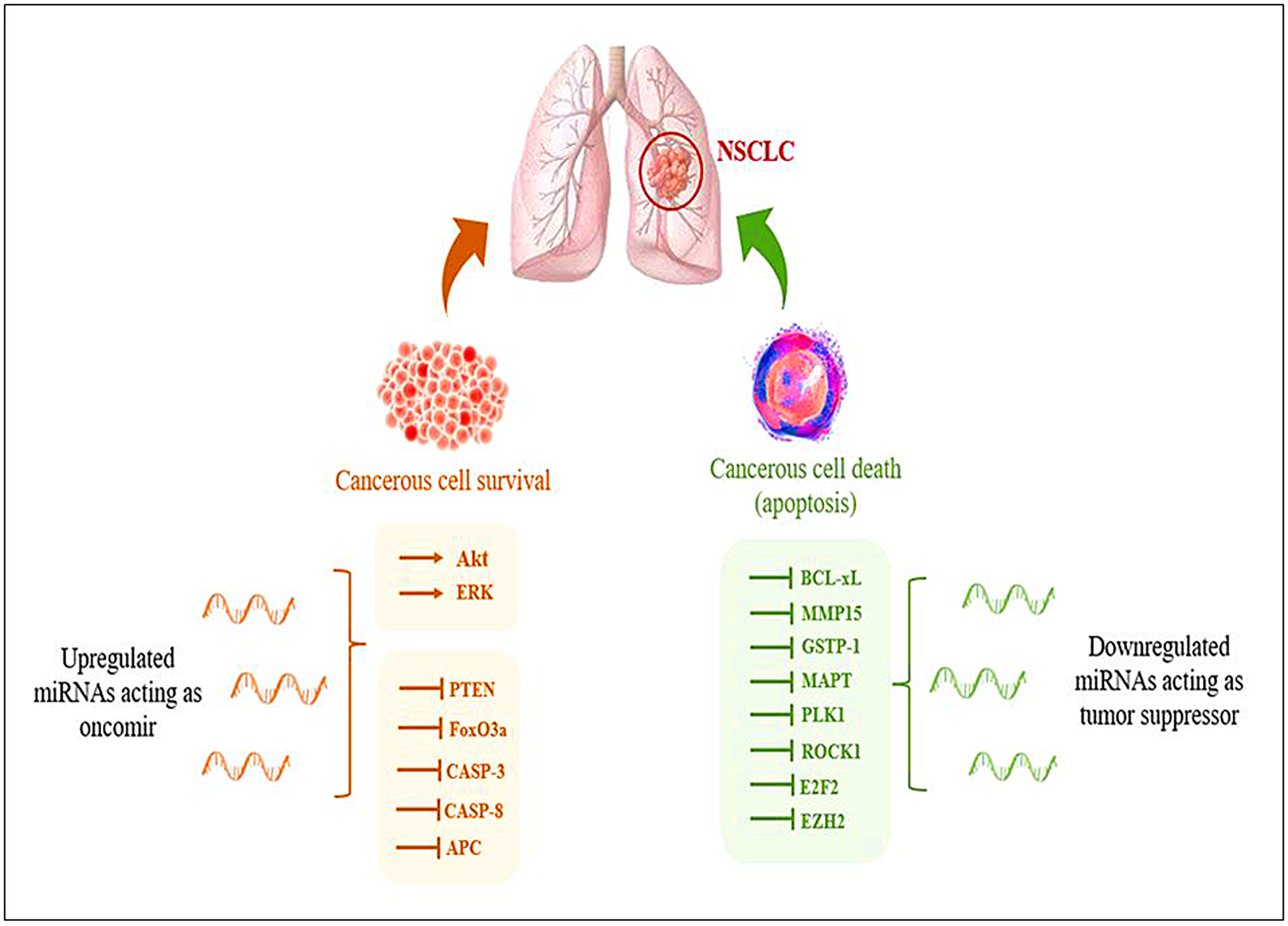 Representation of deregulation of miRNAs during NSCLC aiding in tumor progression