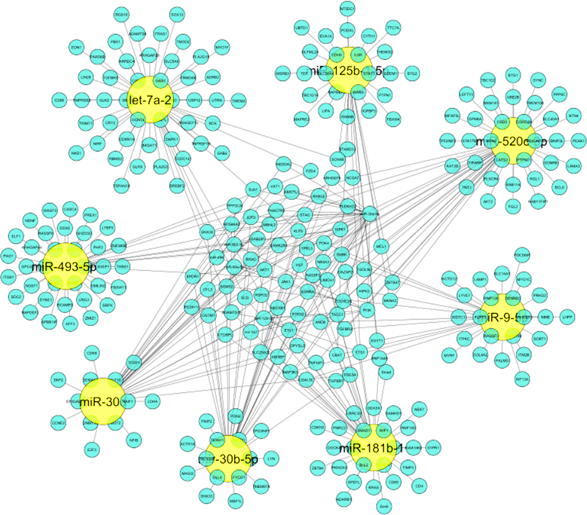 Inter-regulatory miRNA hub network generated which represents significance of identified miRNAs on entire network