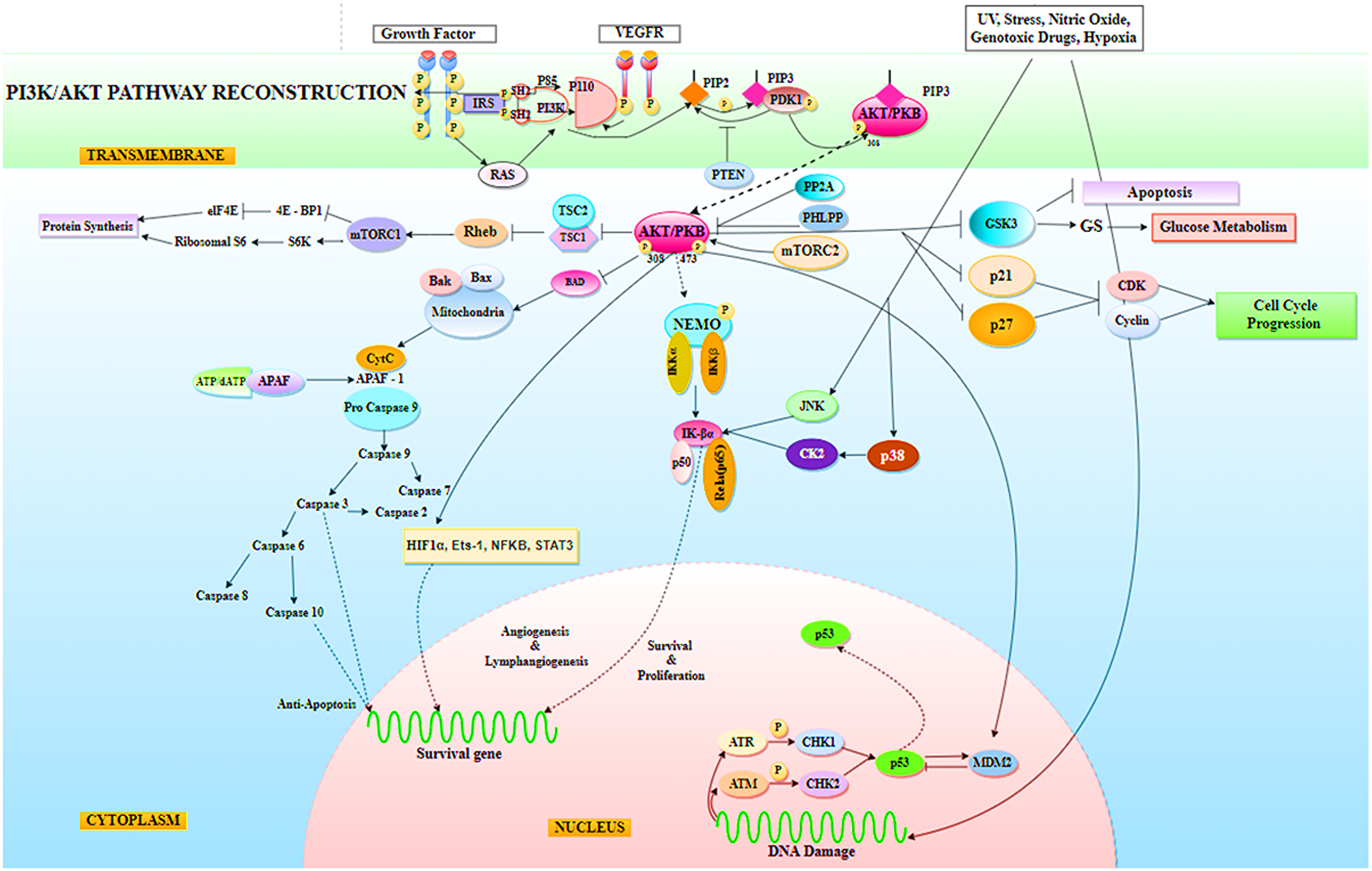 Representation of PI3K/AKT signaling pathway in Non-Small Cell Lung Cancer (NSCLC), where AKT has been found to mediate a variety of cellular processes required by tumor cells for survival, including protein synthesis, glucose metabolism, cell cycle progression, anti-apoptosis, tumor cell angiogenesis and lymphangiogenesis activity for survival, proliferation, metastasis, and invasion