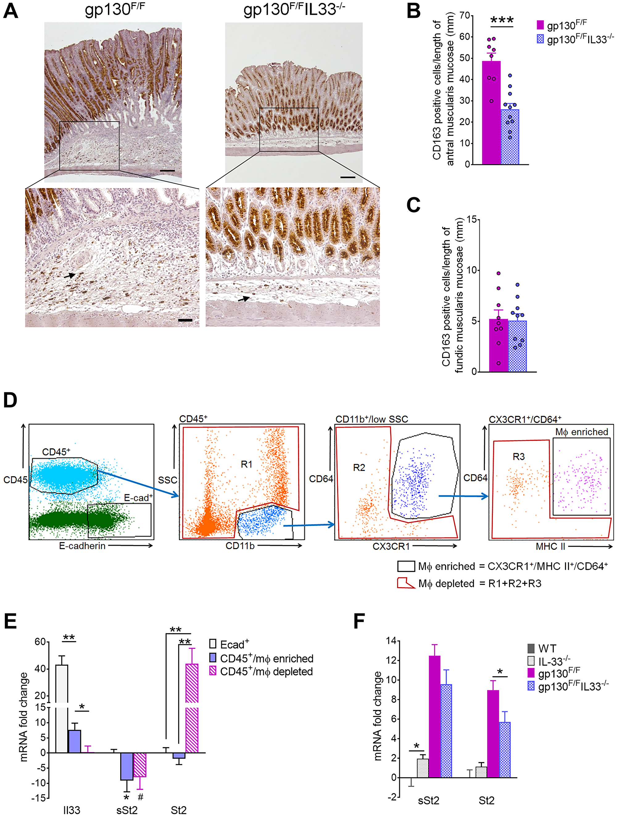 Molecular phenotyping of gastric inflammatory cells in 12 weeks old gp130F/F and gp130F/FIL33−/− mice