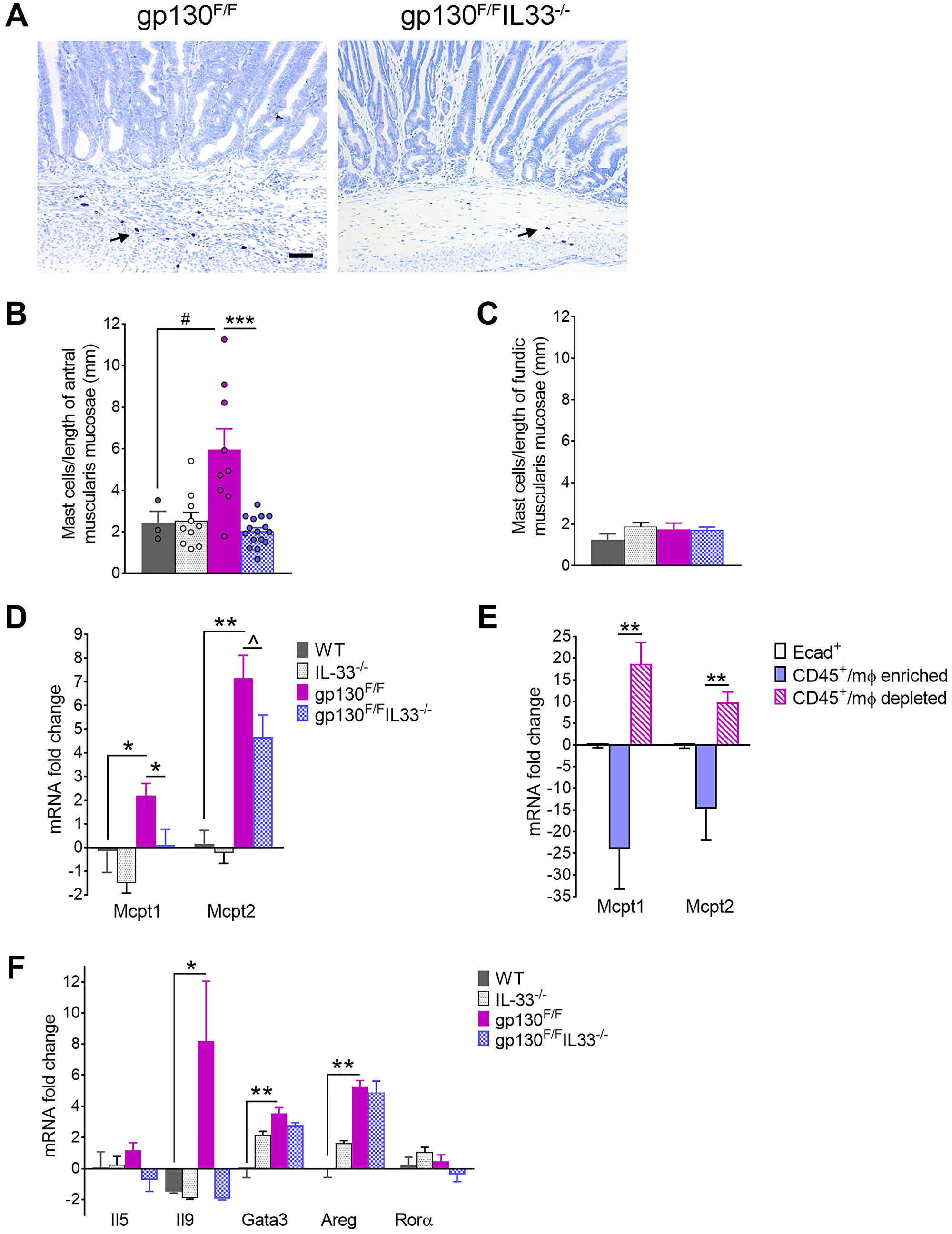 Mast cell profiling in 12 week-old gp130F/F and gp130F/F/Il33−/− mice