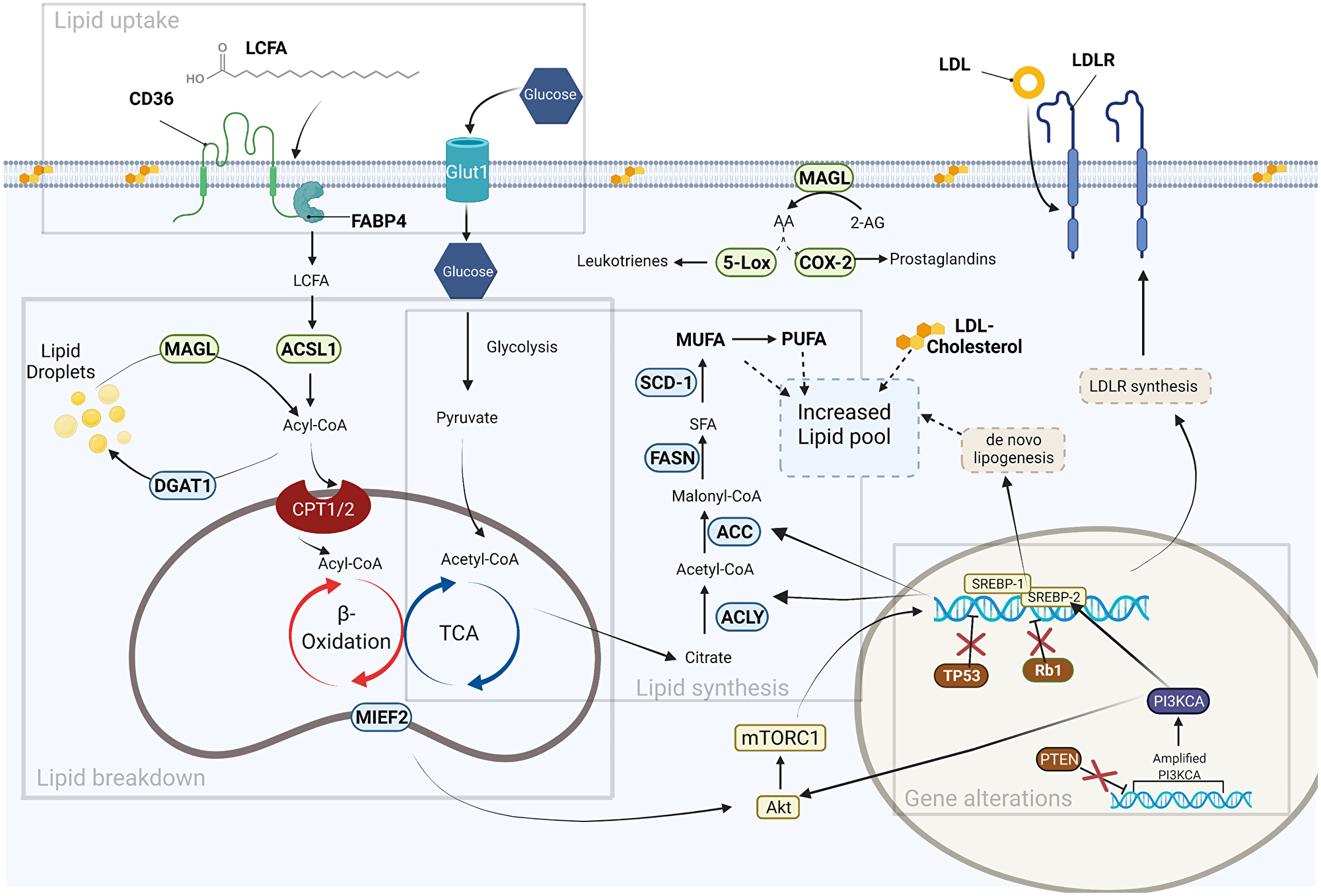 Fatty acid metabolism in cancer