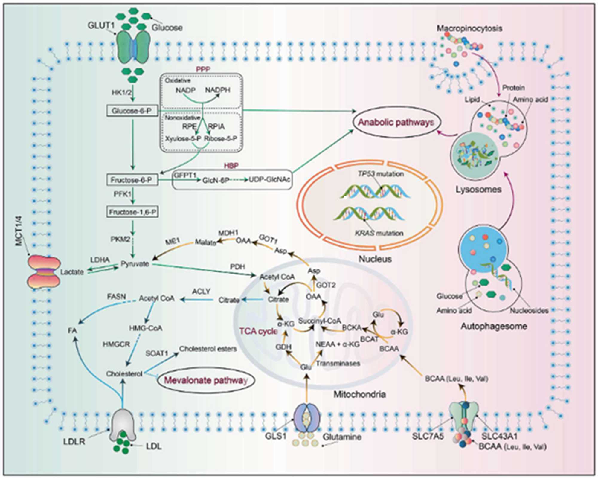 Metabolic reprogramming in pancreatic adenocarcinoma (PDAC)
