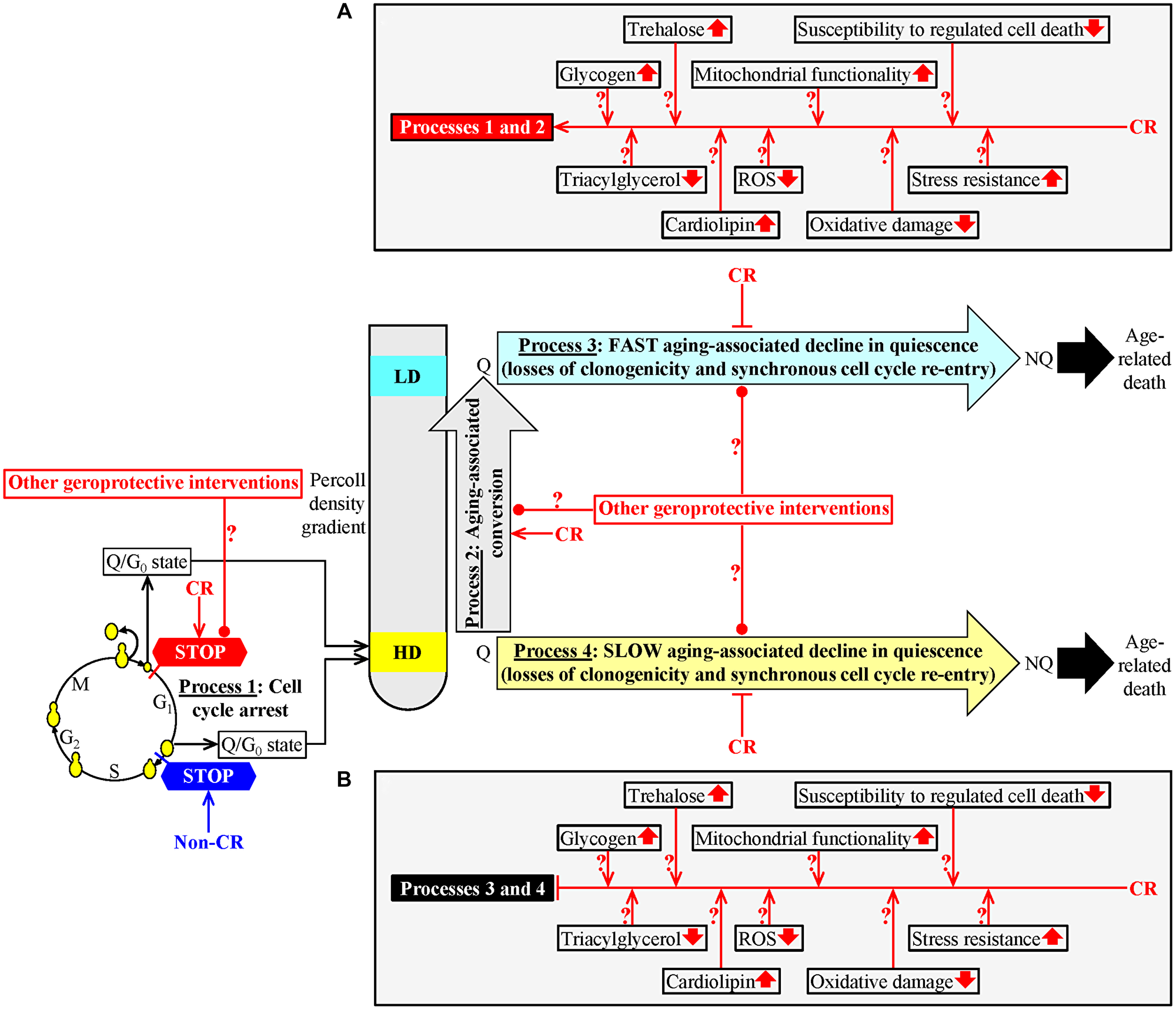 A hypothetical model for the four processes linking cellular aging to cellular quiescence