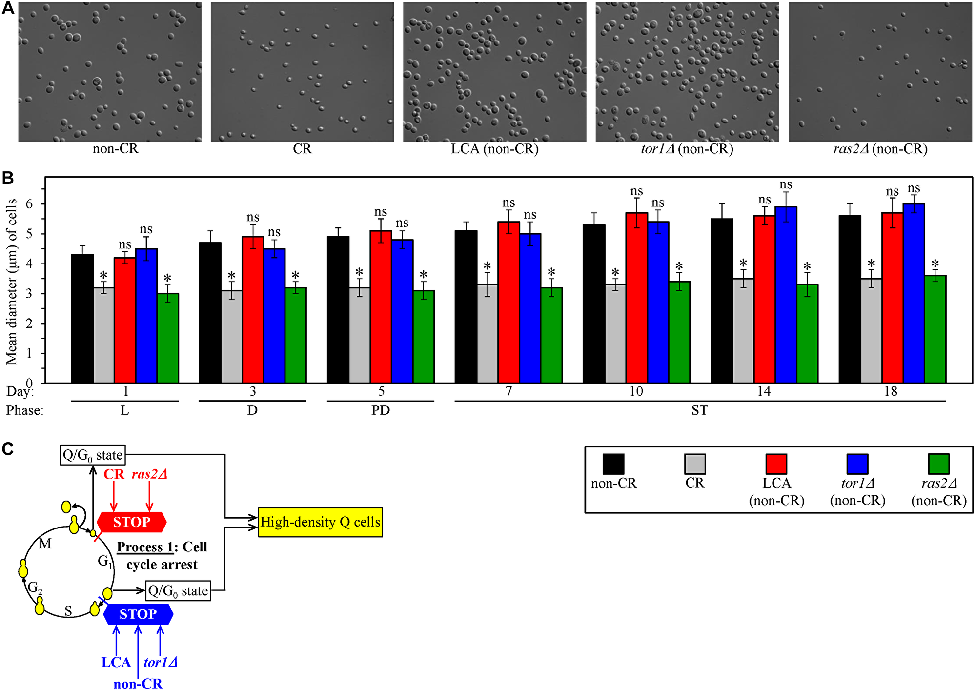 Caloric restriction (CR) and the ras2Δ mutation under non-CR conditions cause the formation of high-density Q cells by arresting the cell cycle at a checkpoint in early G1