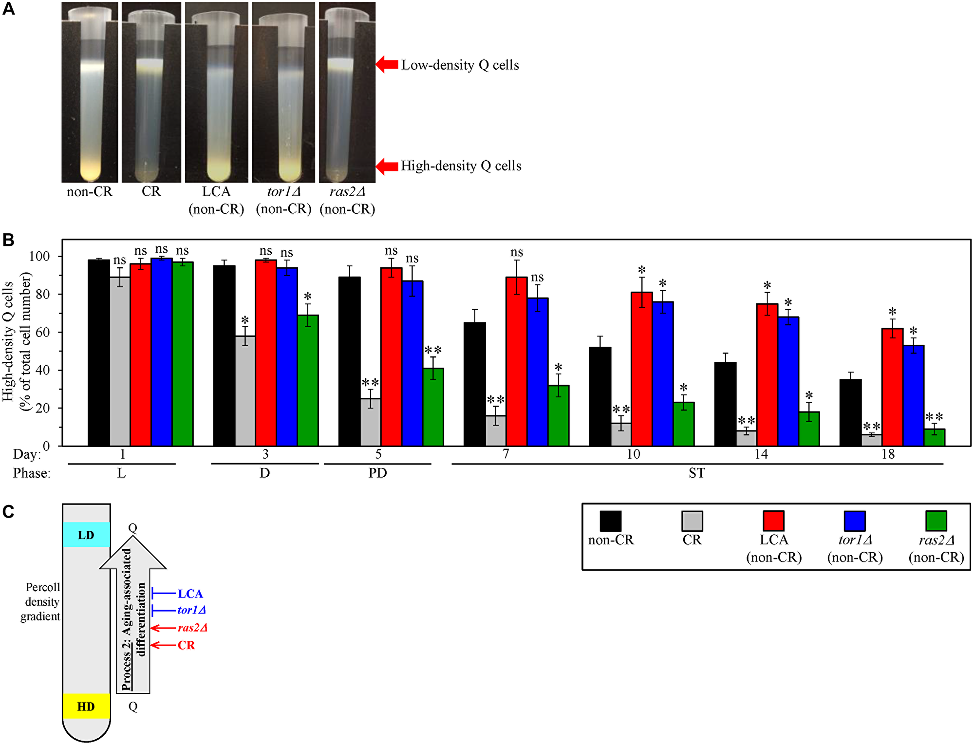 Caloric restriction (CR) and the ras2Δ mutation under non-CR conditions accelerate the process 2 of an age-related conversion of high-density quiescent (Q) cells into low-density Q cells