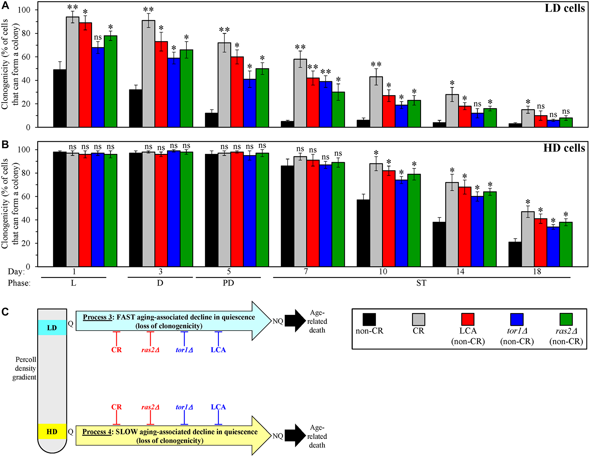 Caloric restriction (CR), lithocholic acid (LCA), the tor1Δ mutation and the ras2Δ mutation postpone an aging-associated decline in the clonogenicities of low-density quiescent (Q) cells and high-density Q cells during processes 3 and 4, respectively