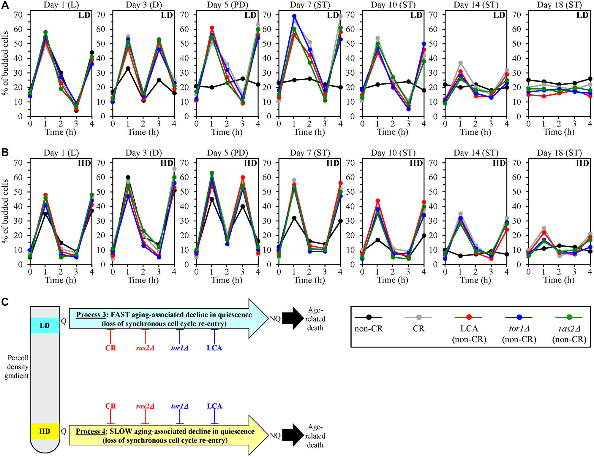Caloric restriction (CR), lithocholic acid (LCA), the tor1Δ mutation and the ras2Δ mutation delay an aging-associated deterioration in the abilities of low-density quiescent (Q) cells and high-density Q cells to re-enter the mitotic cell cycle synchronously during processes 3 and 4, respectively