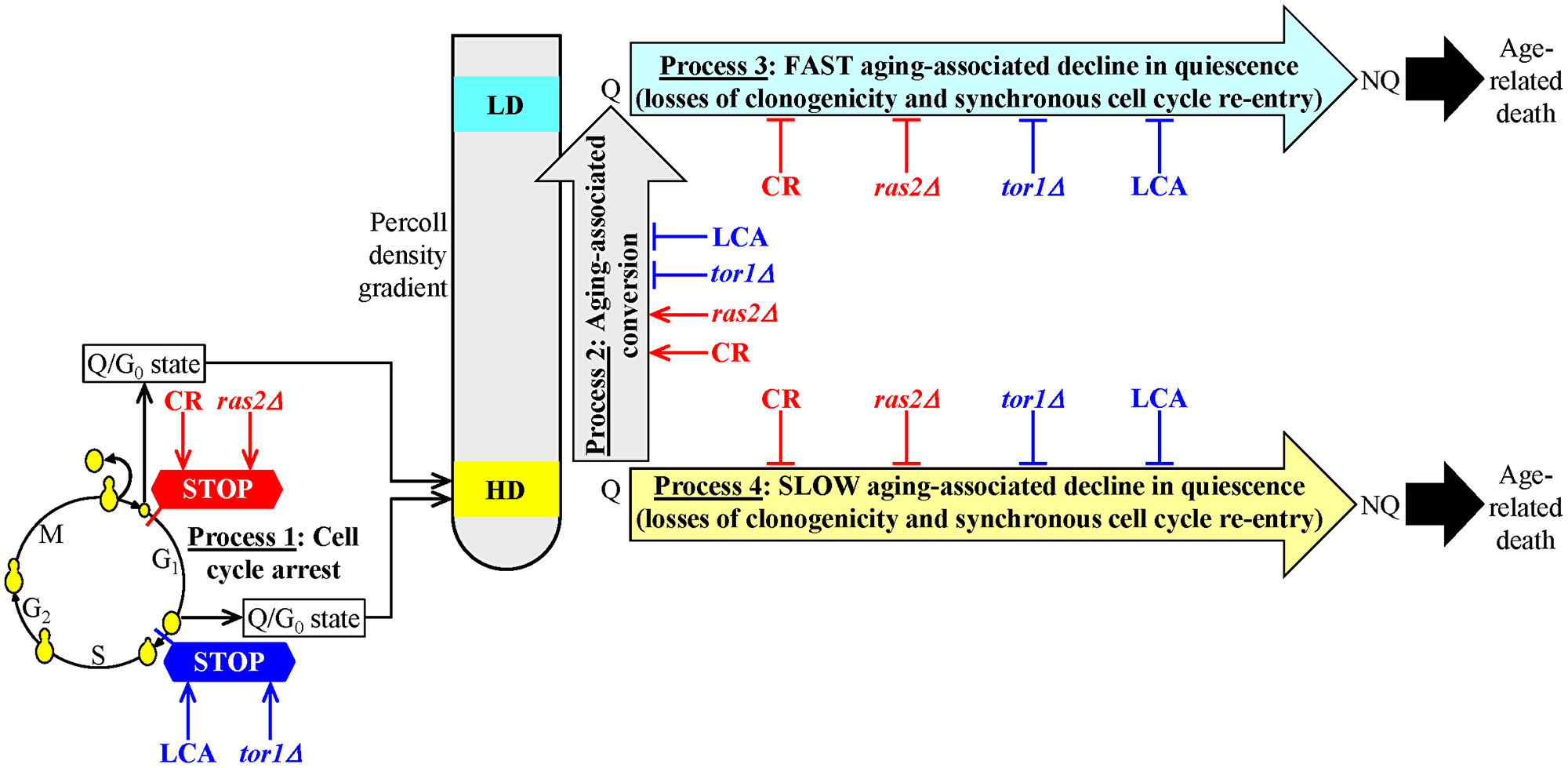 A model for the two different ways of delaying yeast chronological aging by geroprotectors that differently affect the mechanism potentially linking cellular aging to cellular quiescence