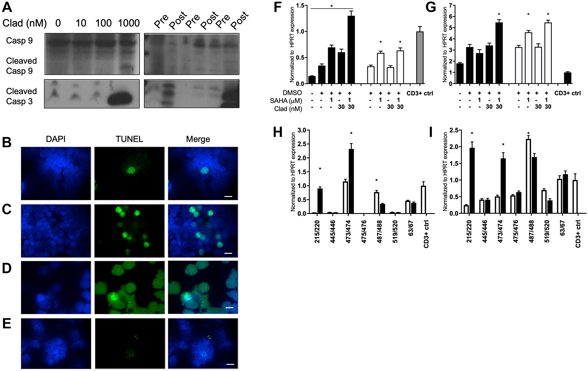 Cladribine and SCR therapy minorly increased apoptosis and signatures of ADCC in MCL