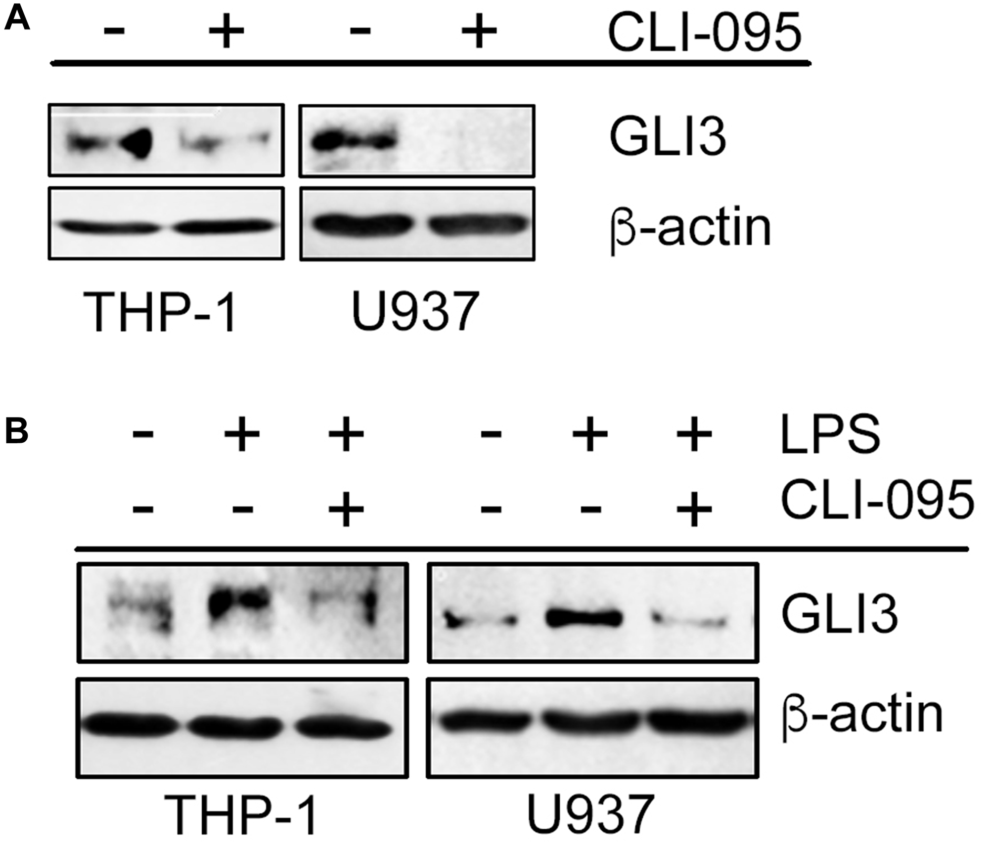 Functional TLR4 is required for GLI3 expression