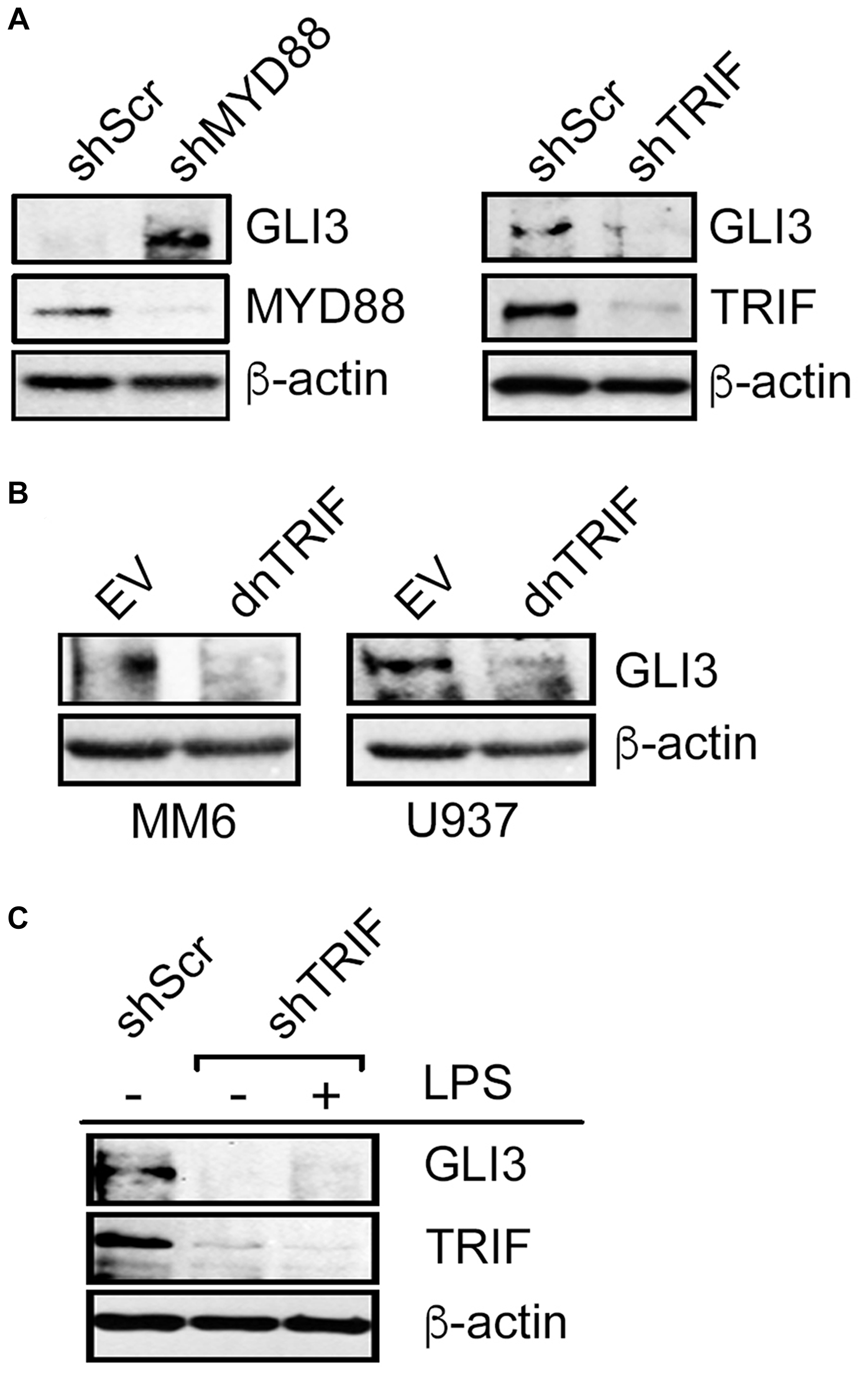 LPS-induced GLI3 is regulated by TRIF downstream of TLR4