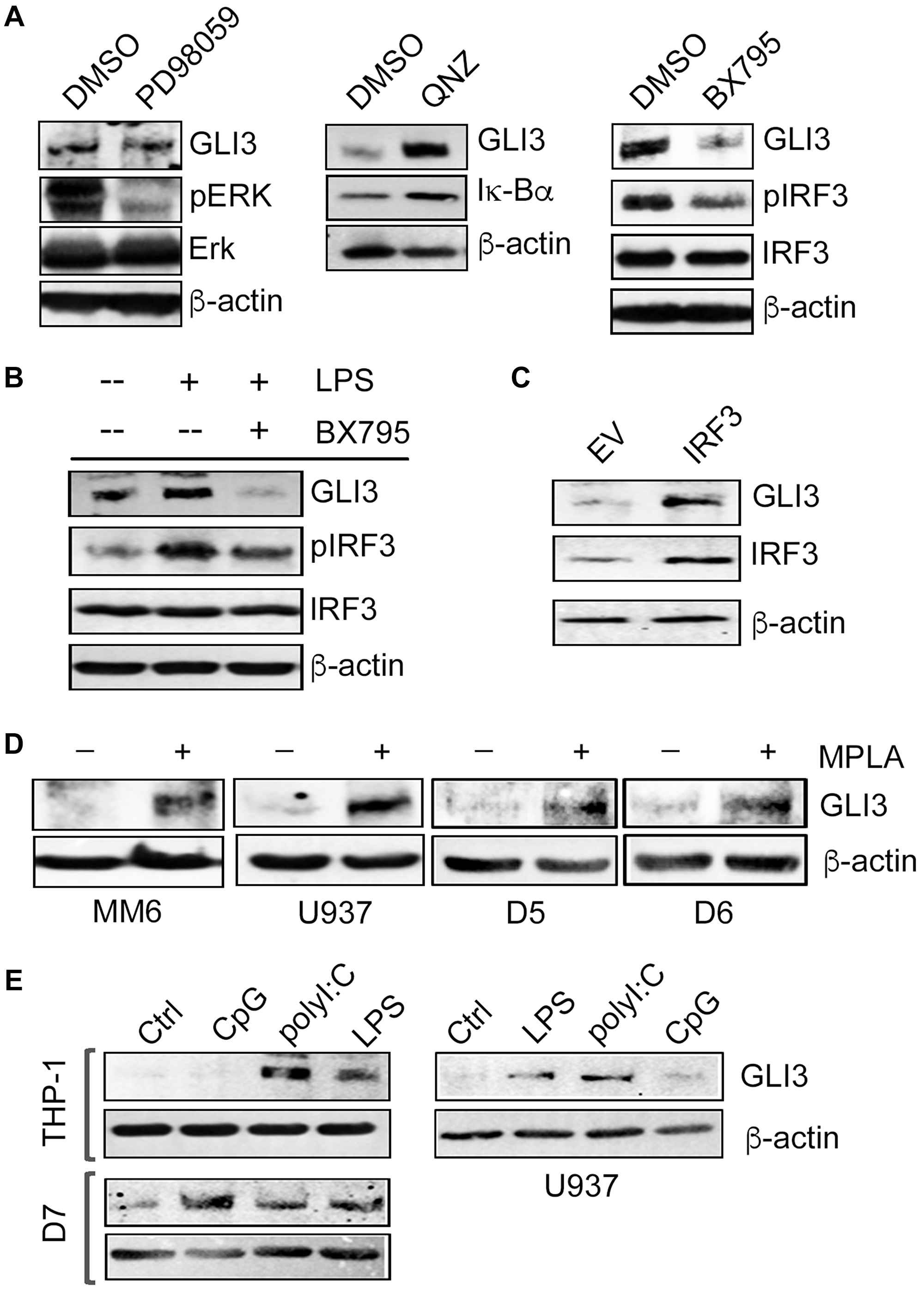 GLI3 is regulated by IRF3 downstream of TRIF