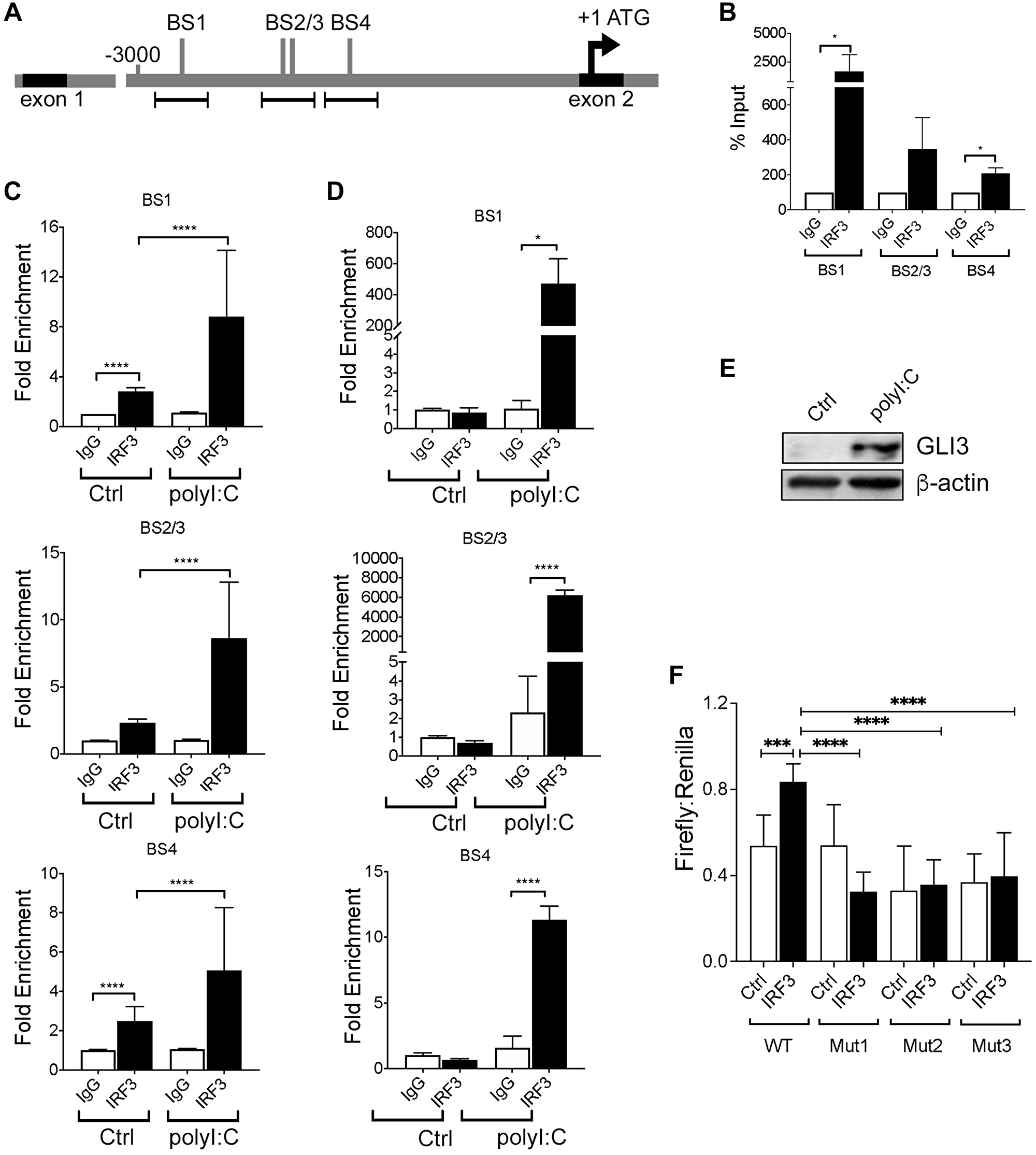 IRF3 regulates GLI3 by directly binding to IRF3 binding sites