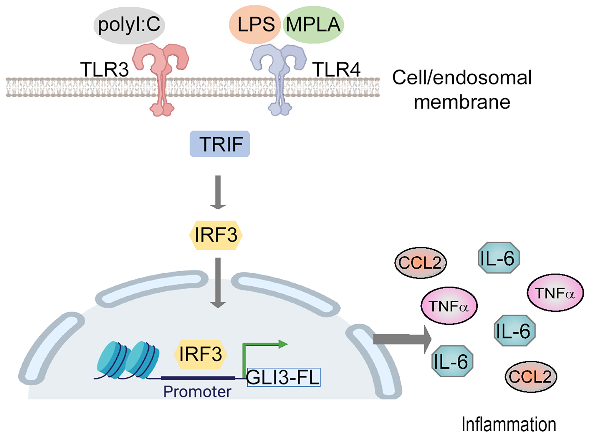 Gli3 mediates TLR-induced inflammation