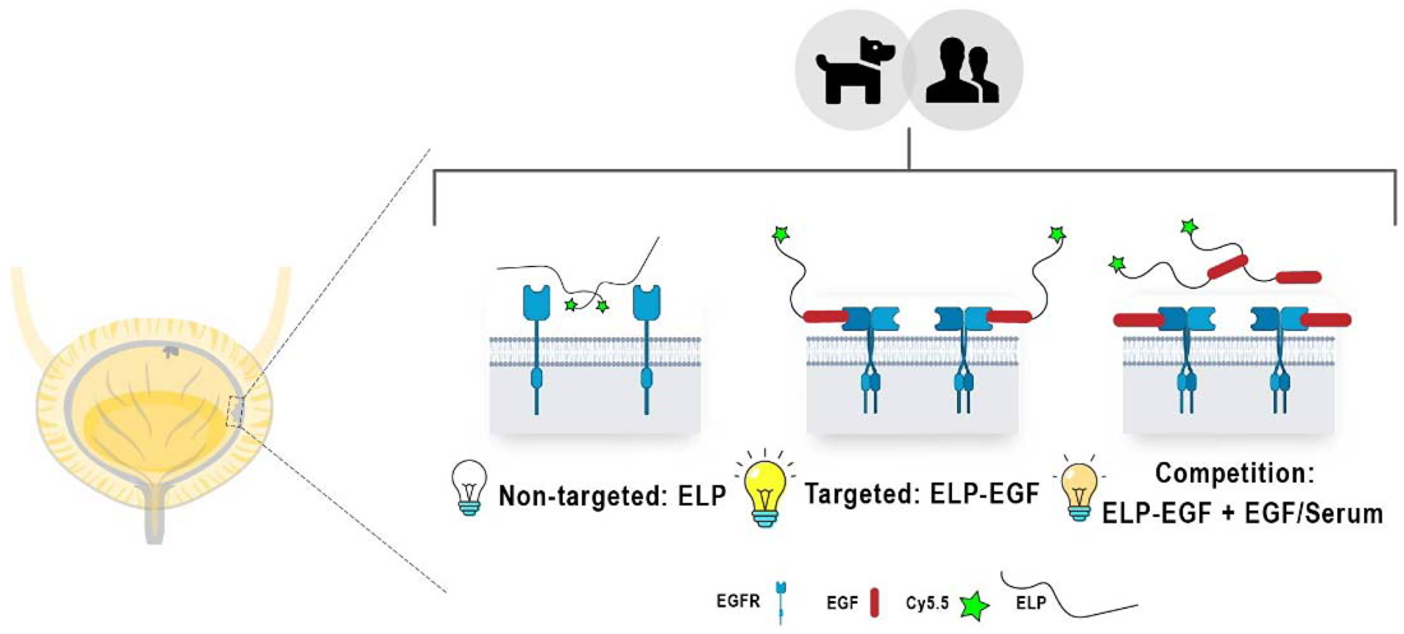 Local NIR emission expected (depicted as light bulbs of different intensities) for canine and human EGFR+ bladder cancer cells and tissues treated with non-targeted ELP (left), targeted ELP-EGF (center), and diminished ELP-EGF binding due to EGFR blockade with free EGF (right)