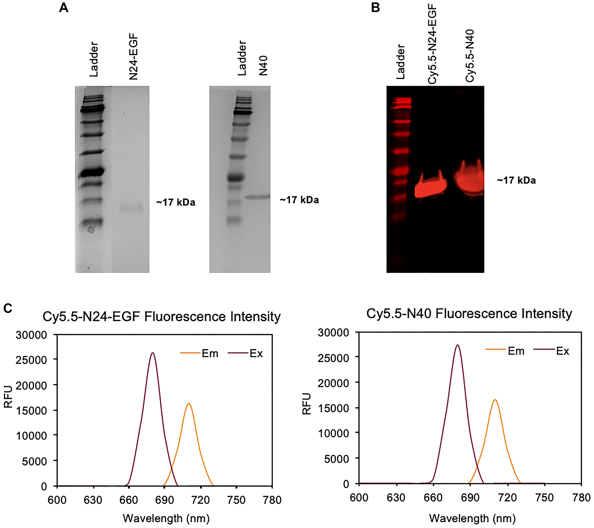 Characterization of Cy5.5-N24-EGF and Cy5.5-N40