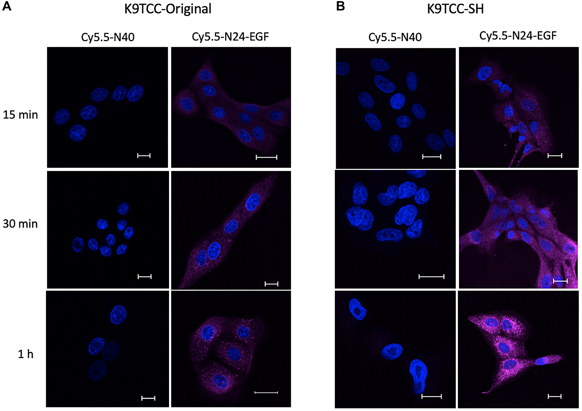 Confocal microscopy of internalized ELP constructs