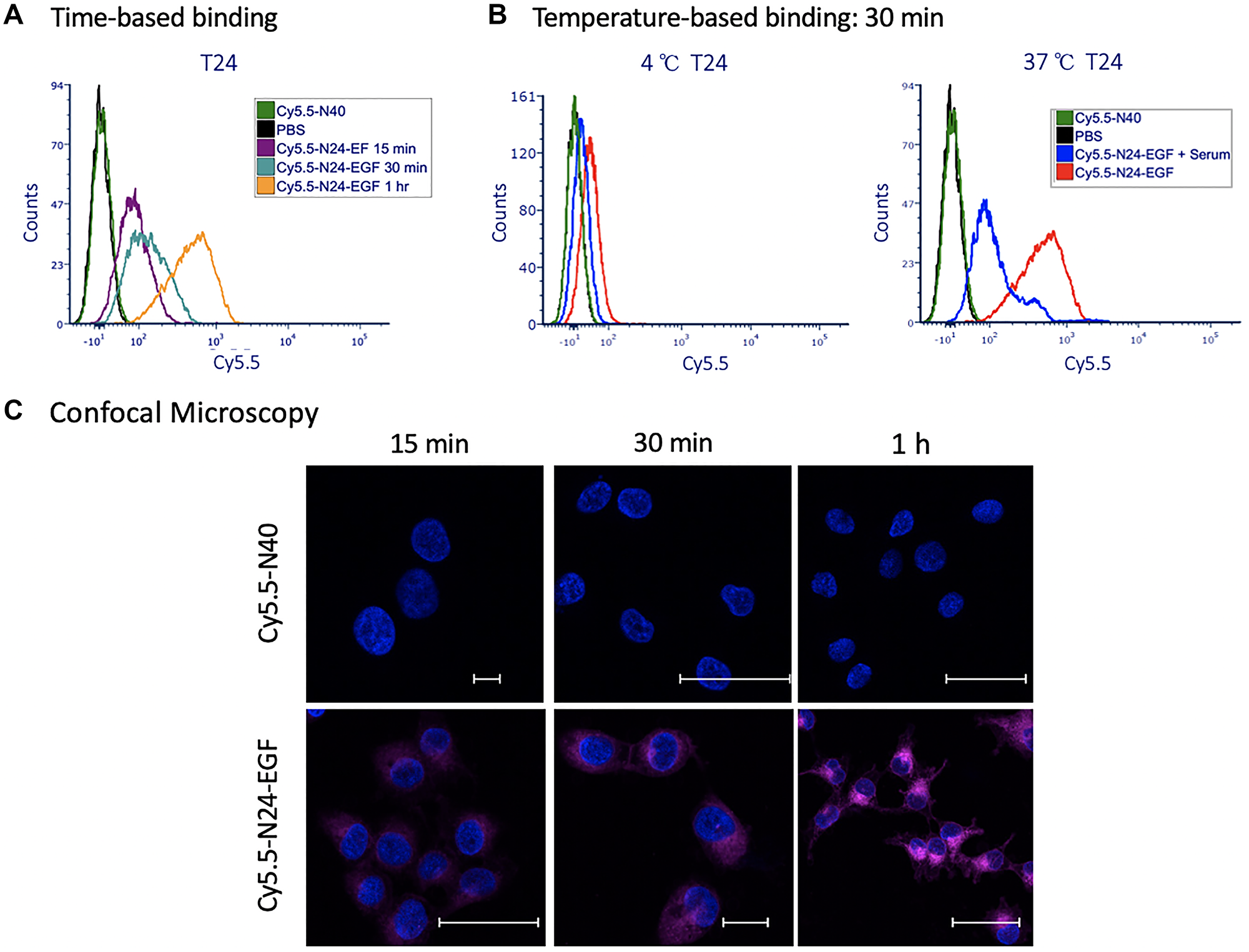 Binding of ELP probes to T24 cells as a function of time and temperature