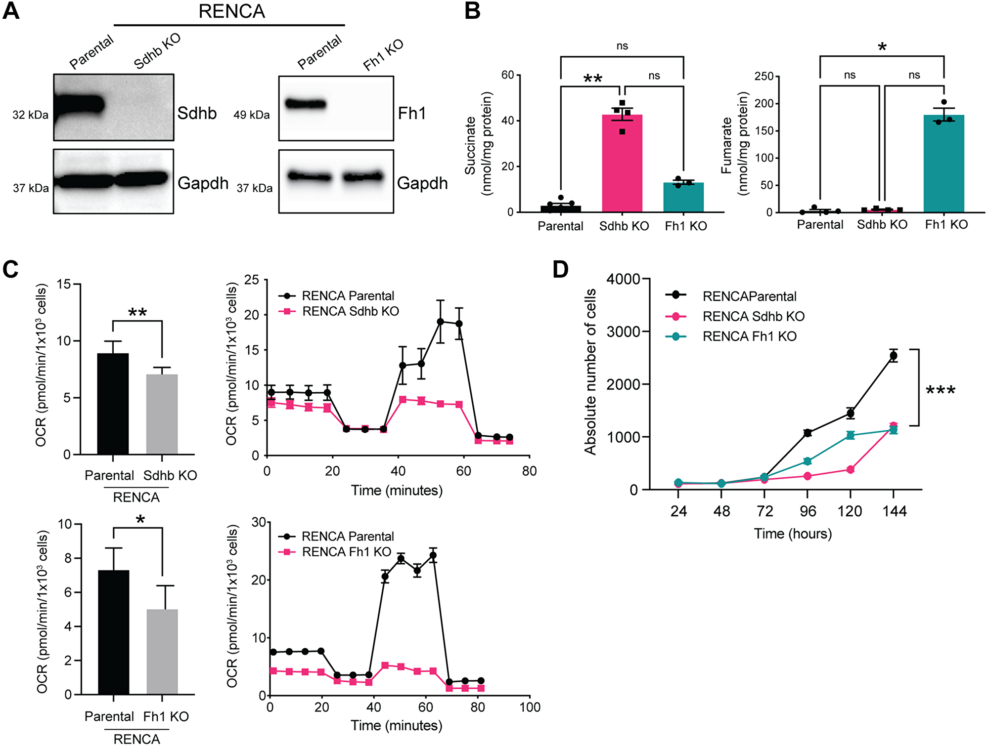 Fh1- and Sdhb-deficient cells accumulate fumarate and succinate respectively and display decreased oxygen consumption rate