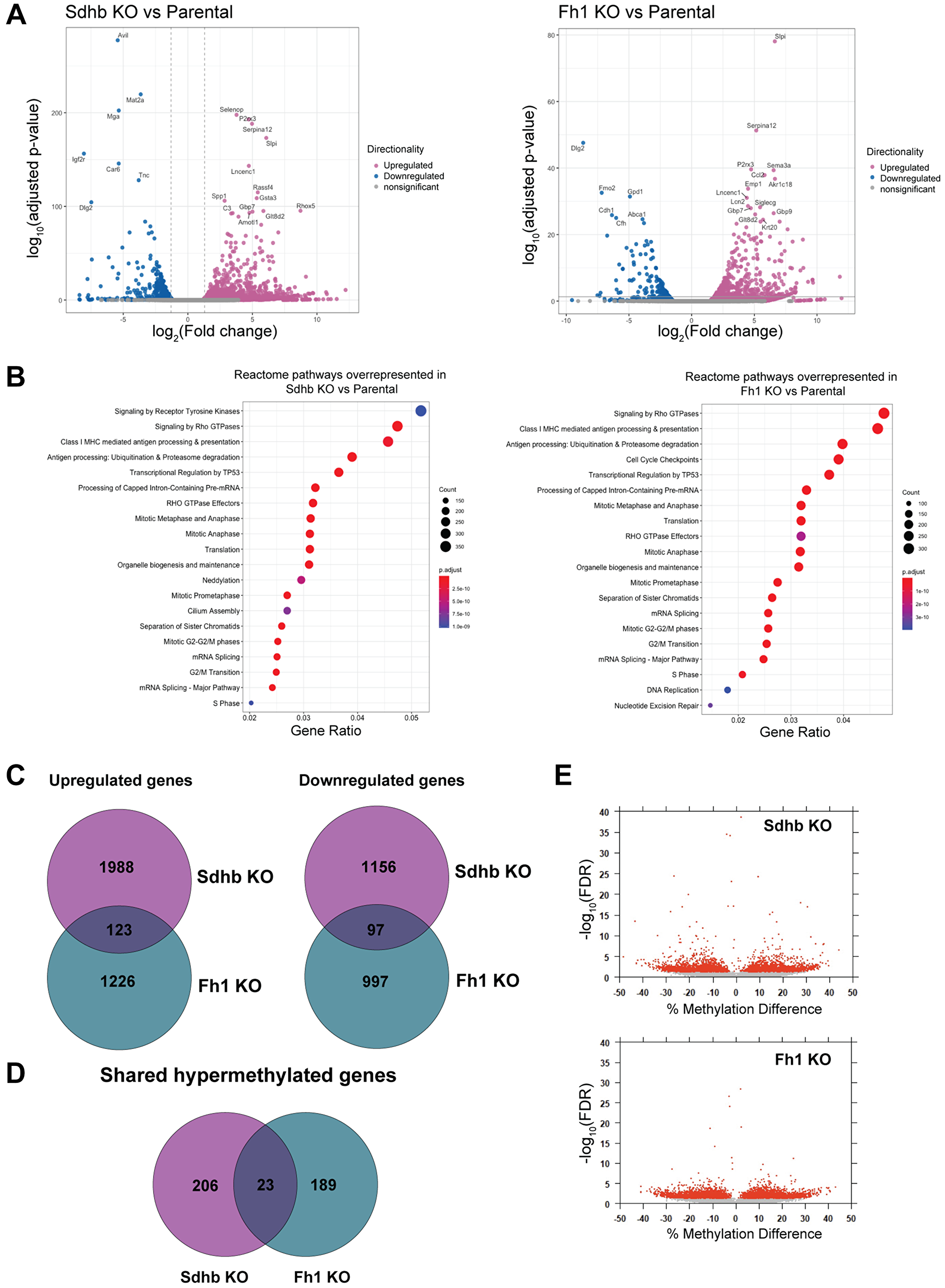 Gene expression profile of engineered cell lines by RNA-seq