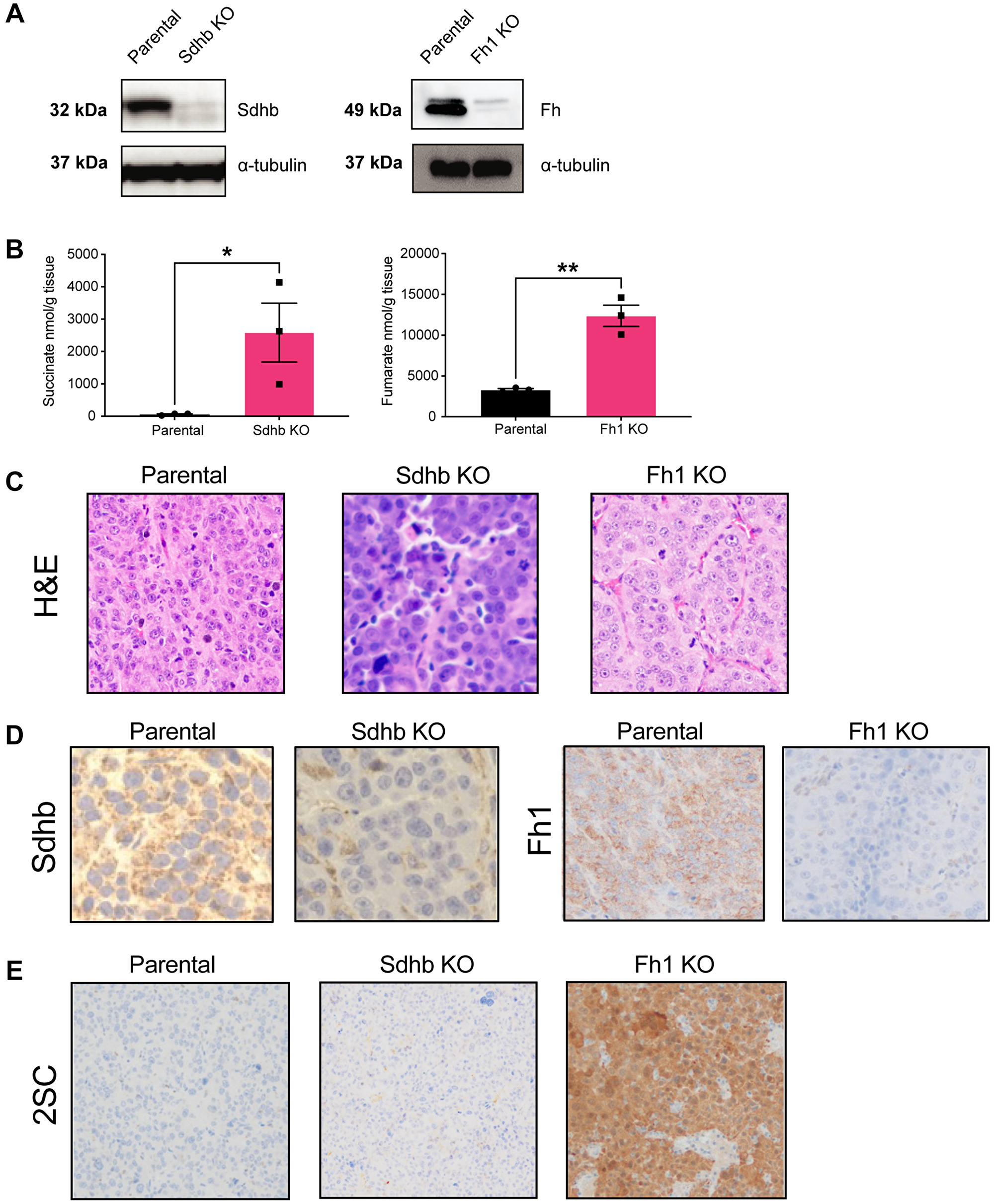 Krebs-cycle-deficient cells are tumorigenic in vivo and have increased protein succination