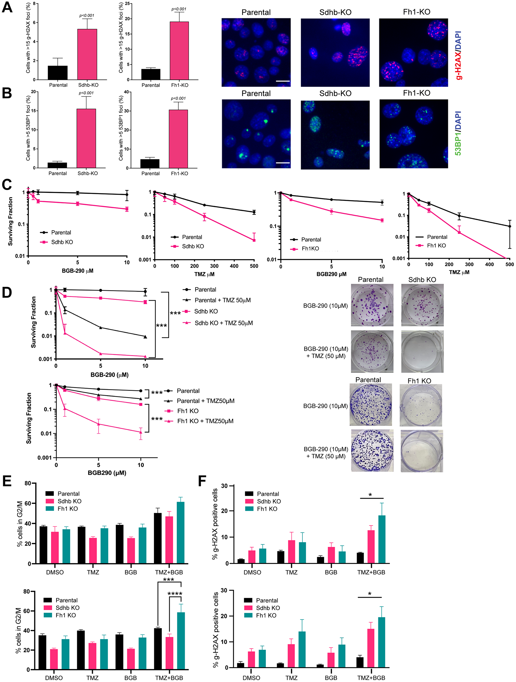 Fh1 and Sdhb-deficient cells have increased DNA damage and marked PARP-inhibitor and temozolomide sensitivity in vitro