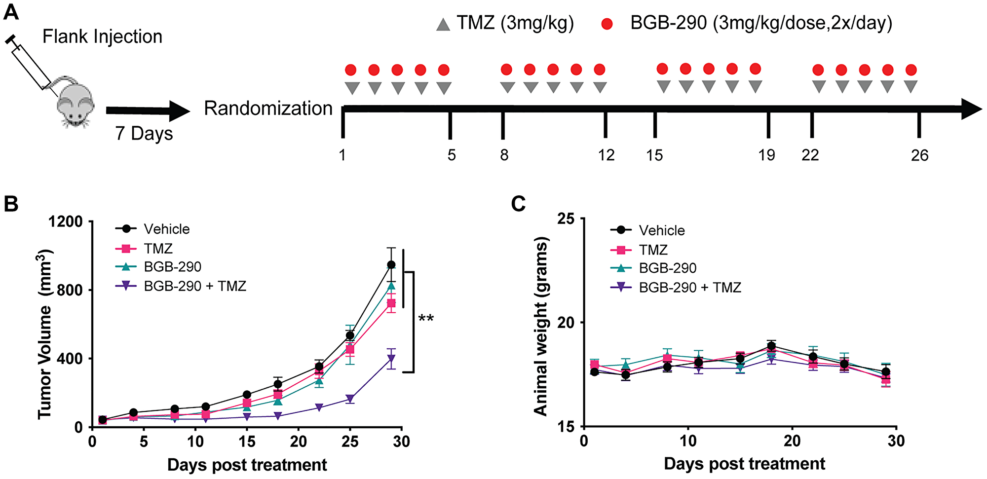 Sdhb deficiency confers sensitivity to combined PARP-inhibitor and low-dose TMZ in vivo