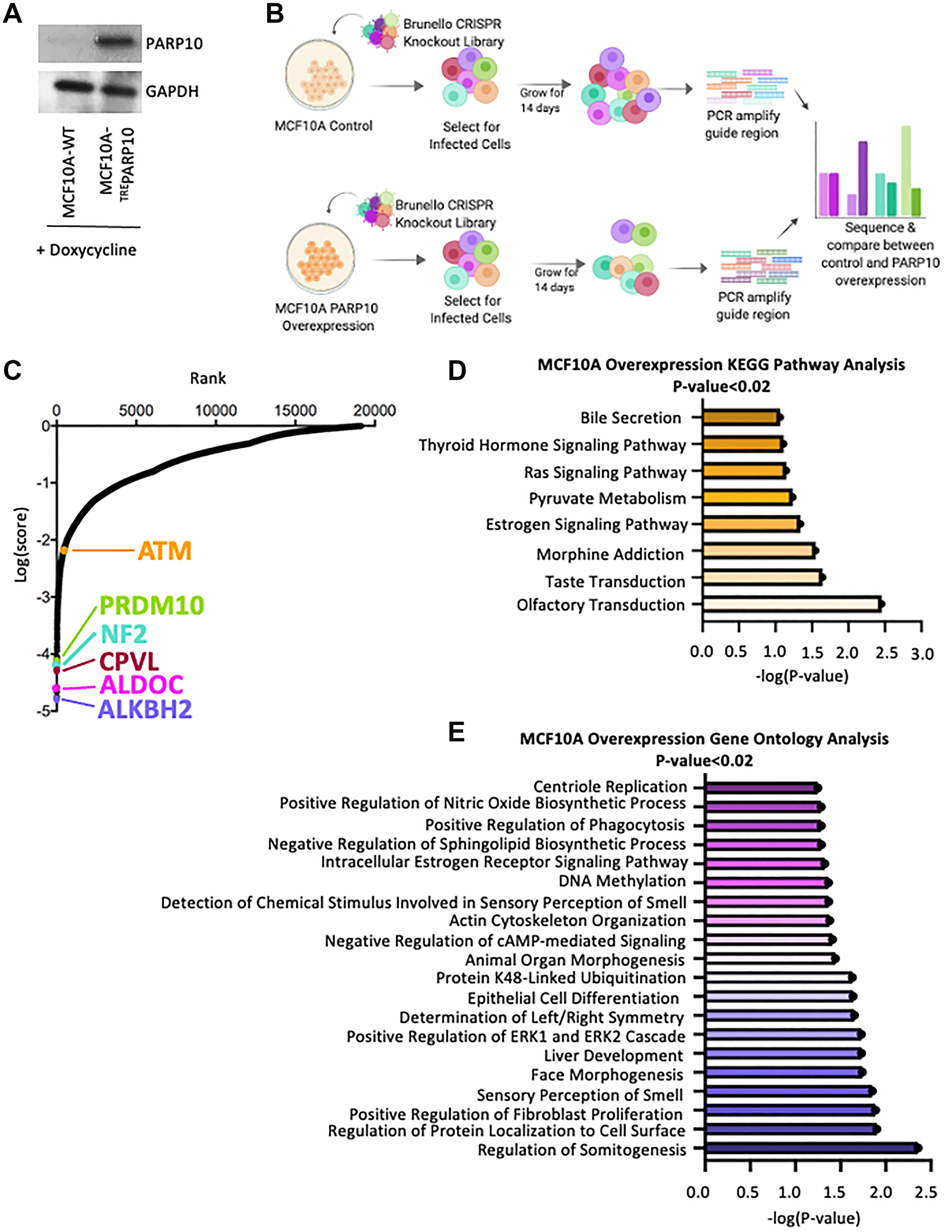 Identification of genes necessary for proliferation of PARP10-overexpressing MCF10A breast epithelial cells by CRISPR-mediated genome-wide loss-of-function screening