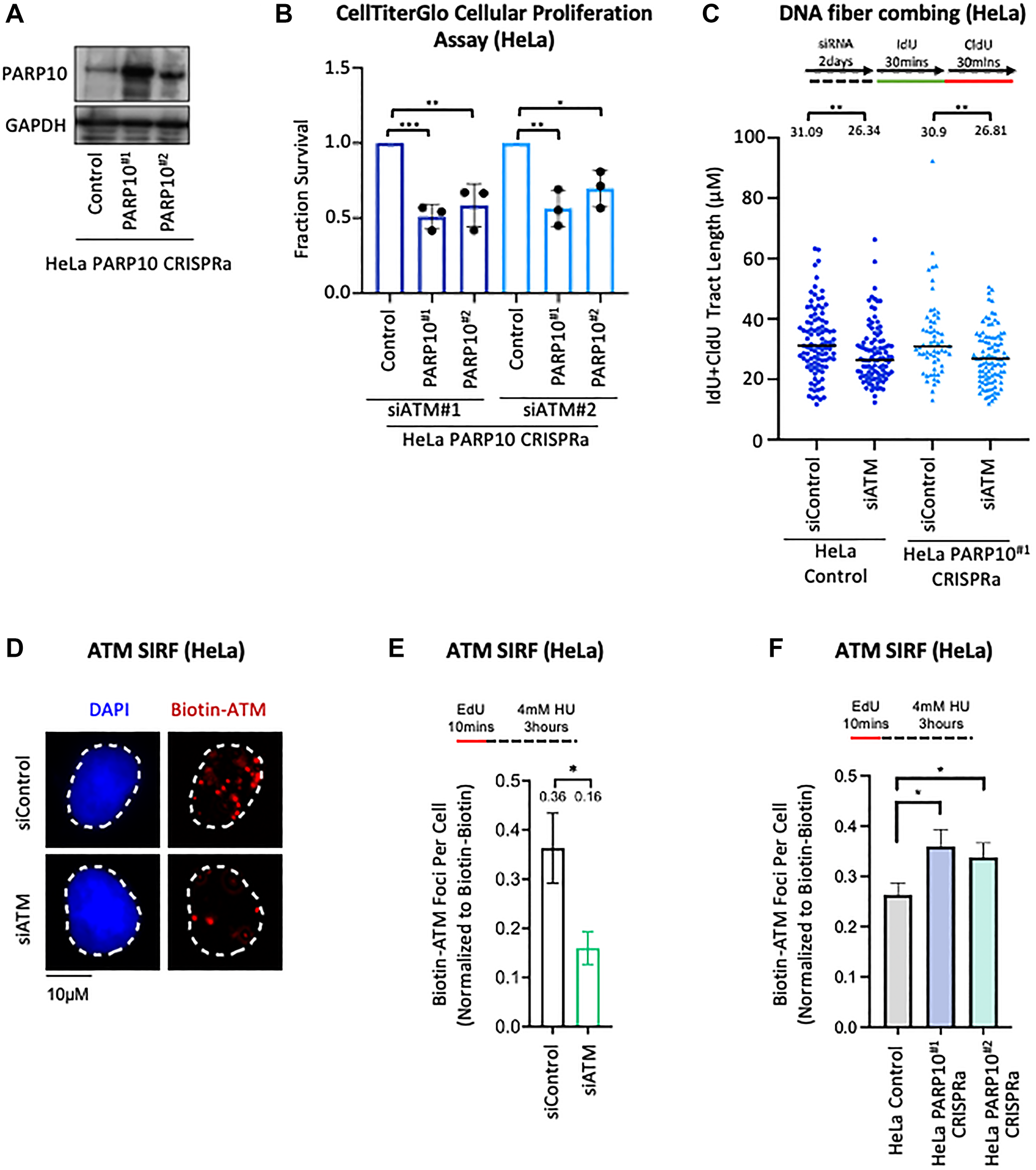 Functional interaction between ATM and PARP10 expression