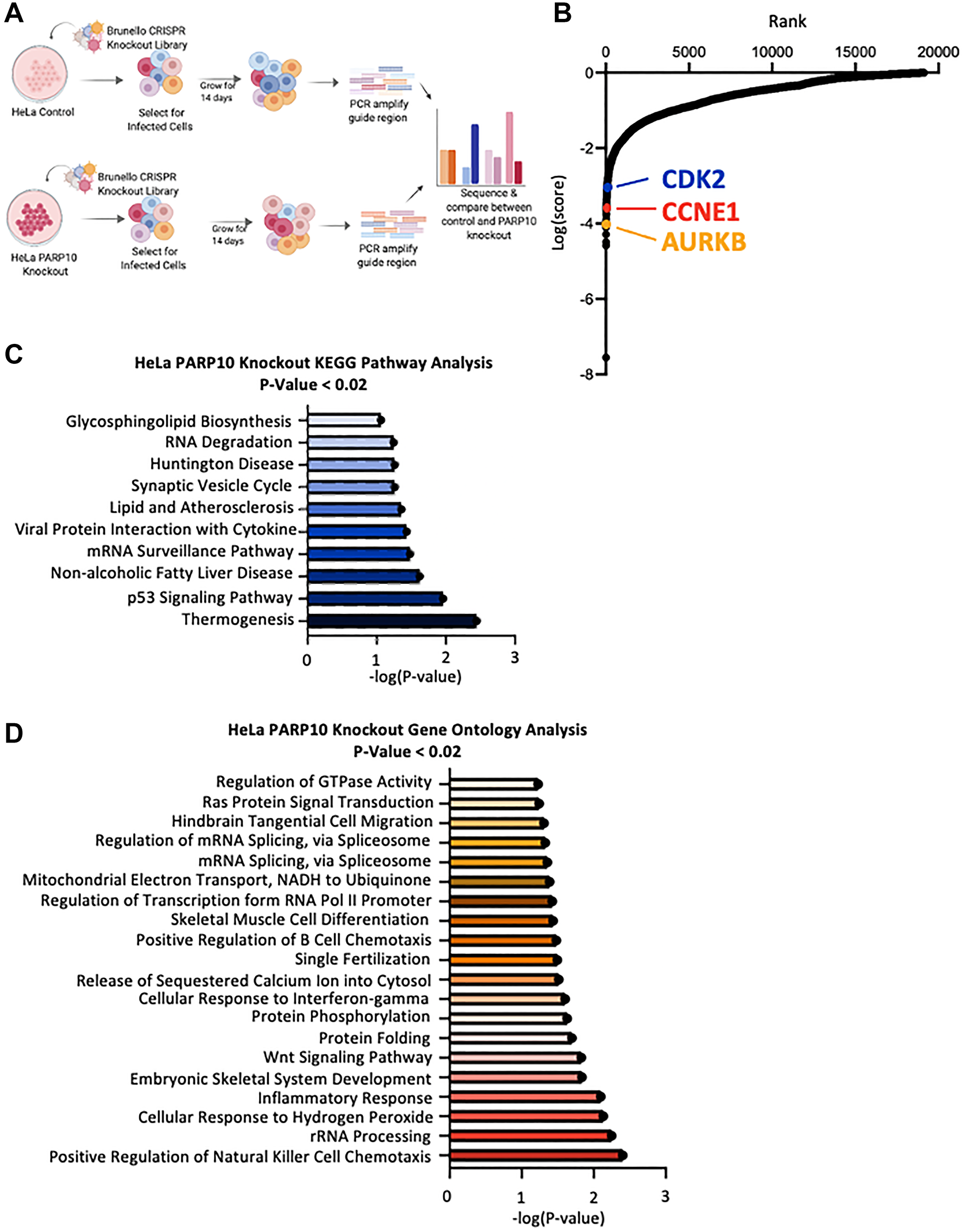 Identification of genes necessary for proliferation of PARP10-knockout HeLa cells by CRISPR-mediated genome-wide loss-of-function screening