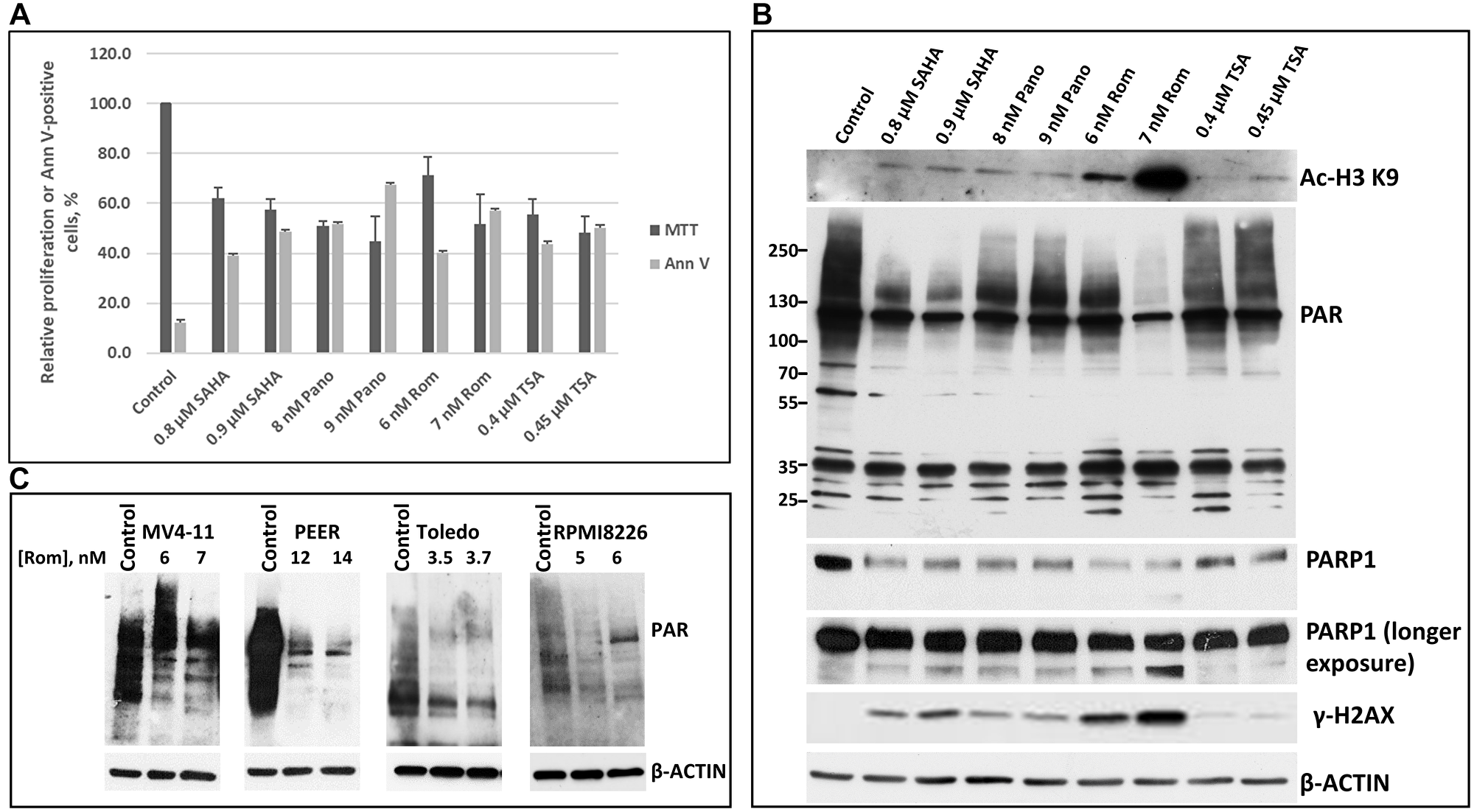 Cytotoxicity of various HDAC inhibitors and their effects on protein poly(ADP-ribosyl)ation and other modifications