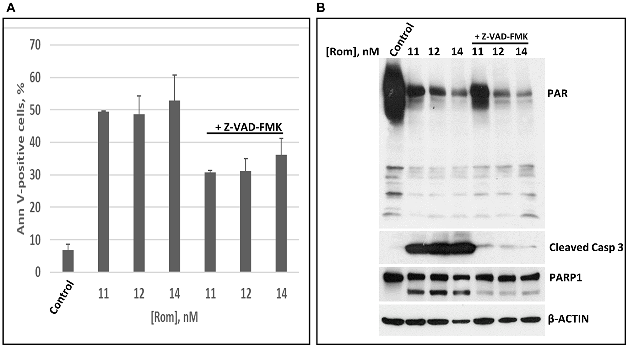 The inhibition of poly(ADP-ribosyl)ation is caspase independent